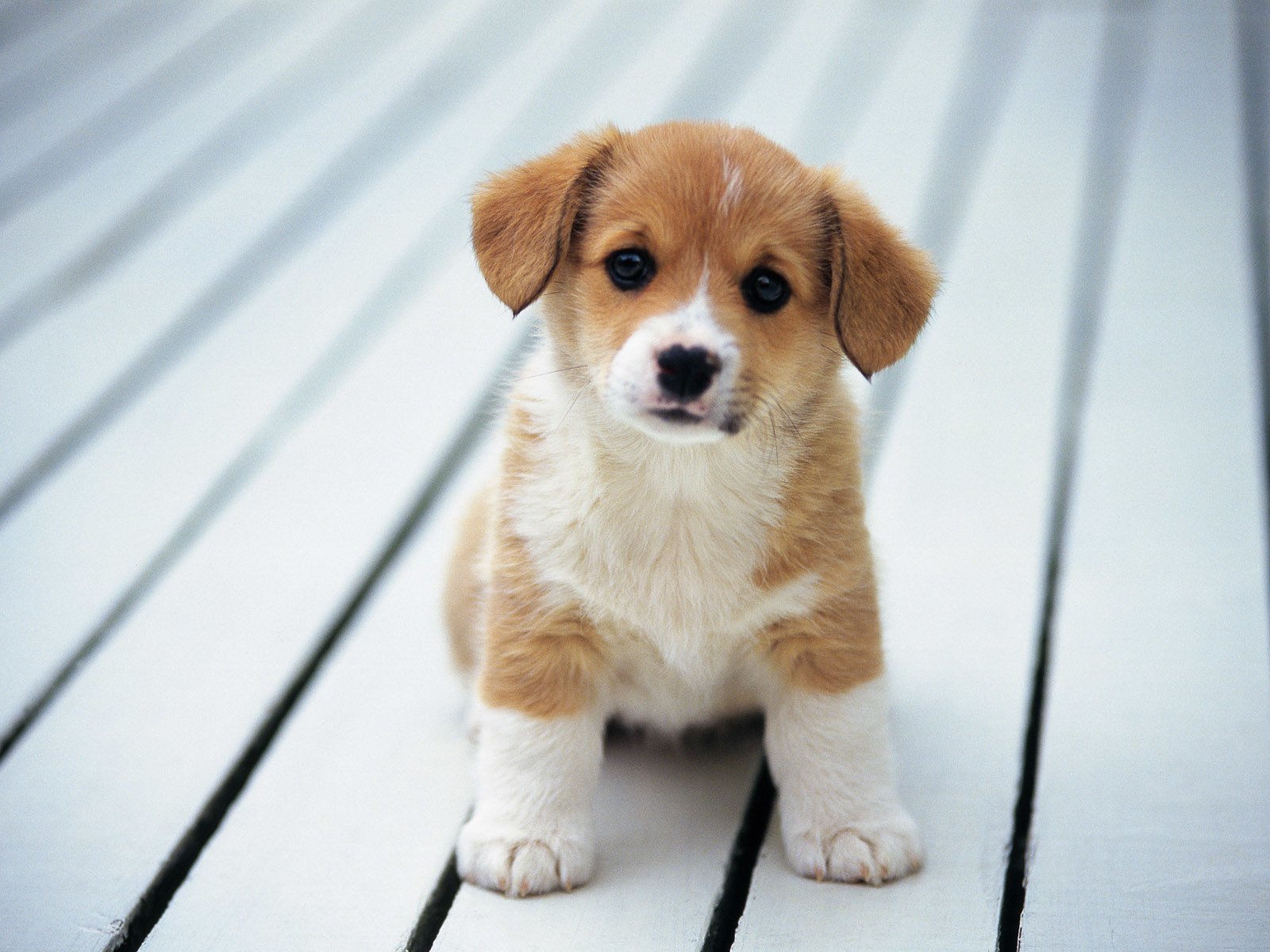 A cute, fluffy puppy sits on a wooden surface, showcasing its tan and white fur and expressive eyes. The dog exudes an adorable charm and playful energy.