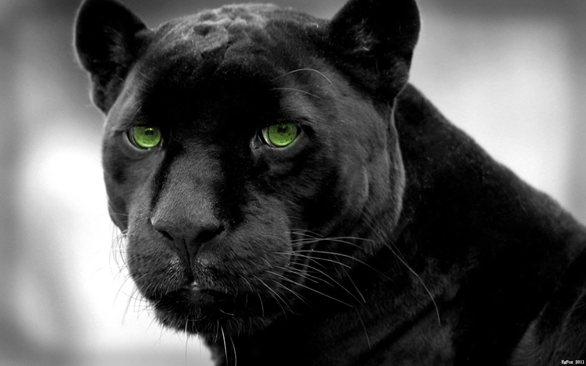 A striking close-up of a black panther with intense green eyes, showcasing its sleek fur and powerful presence against a softly blurred background.