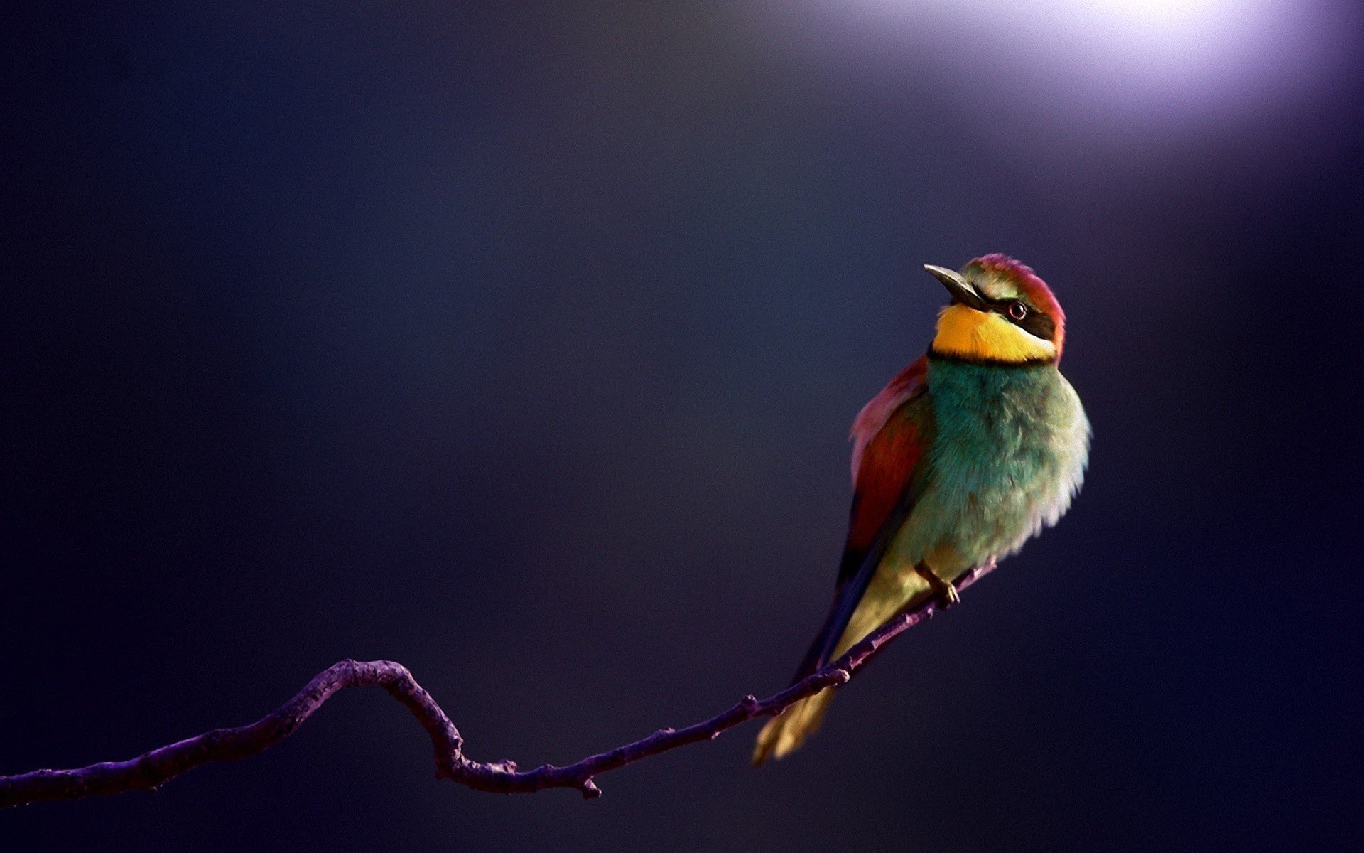 Download Bird Animal Bee-eater Image