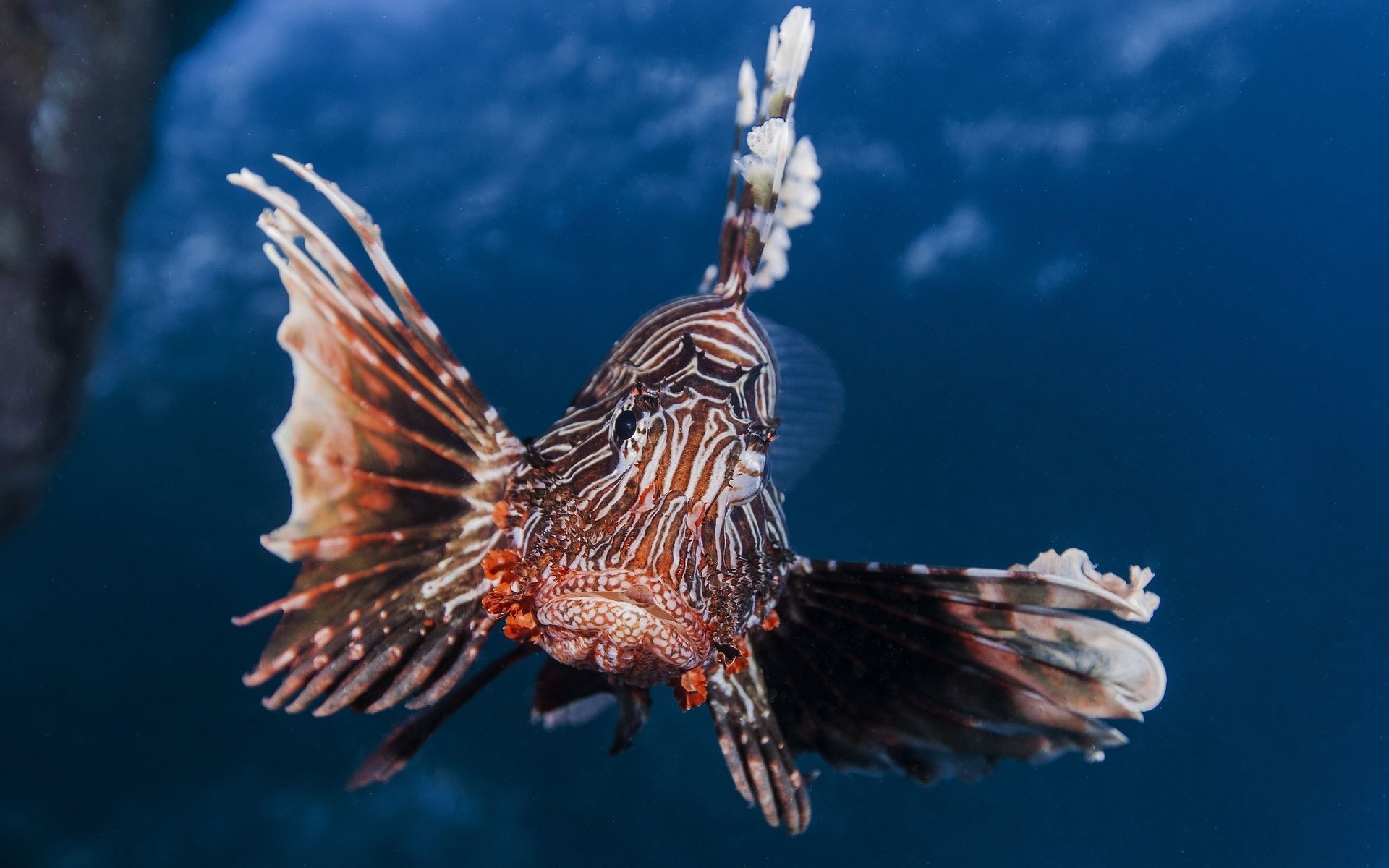 Animal lionfish Image