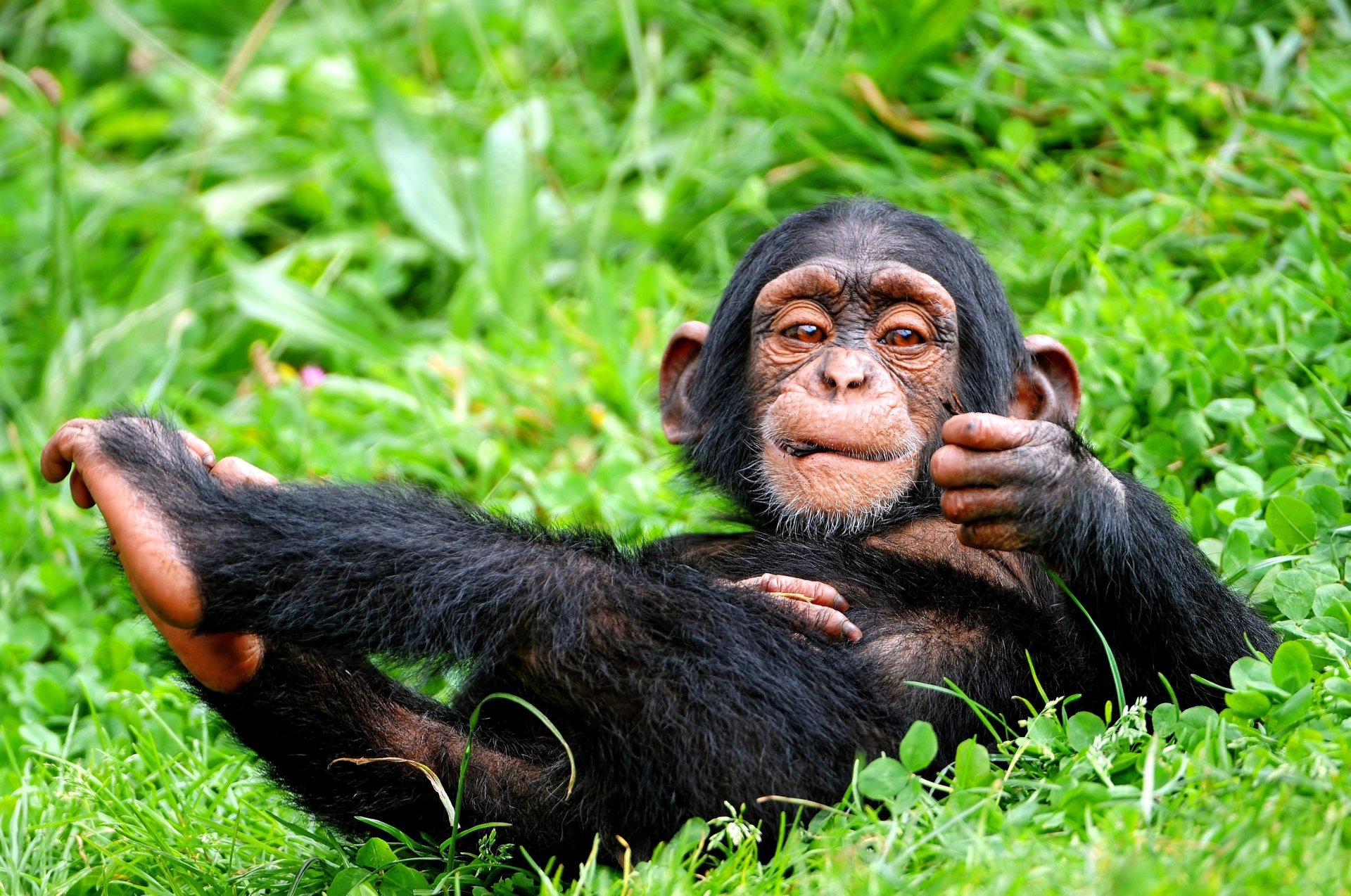  Ape