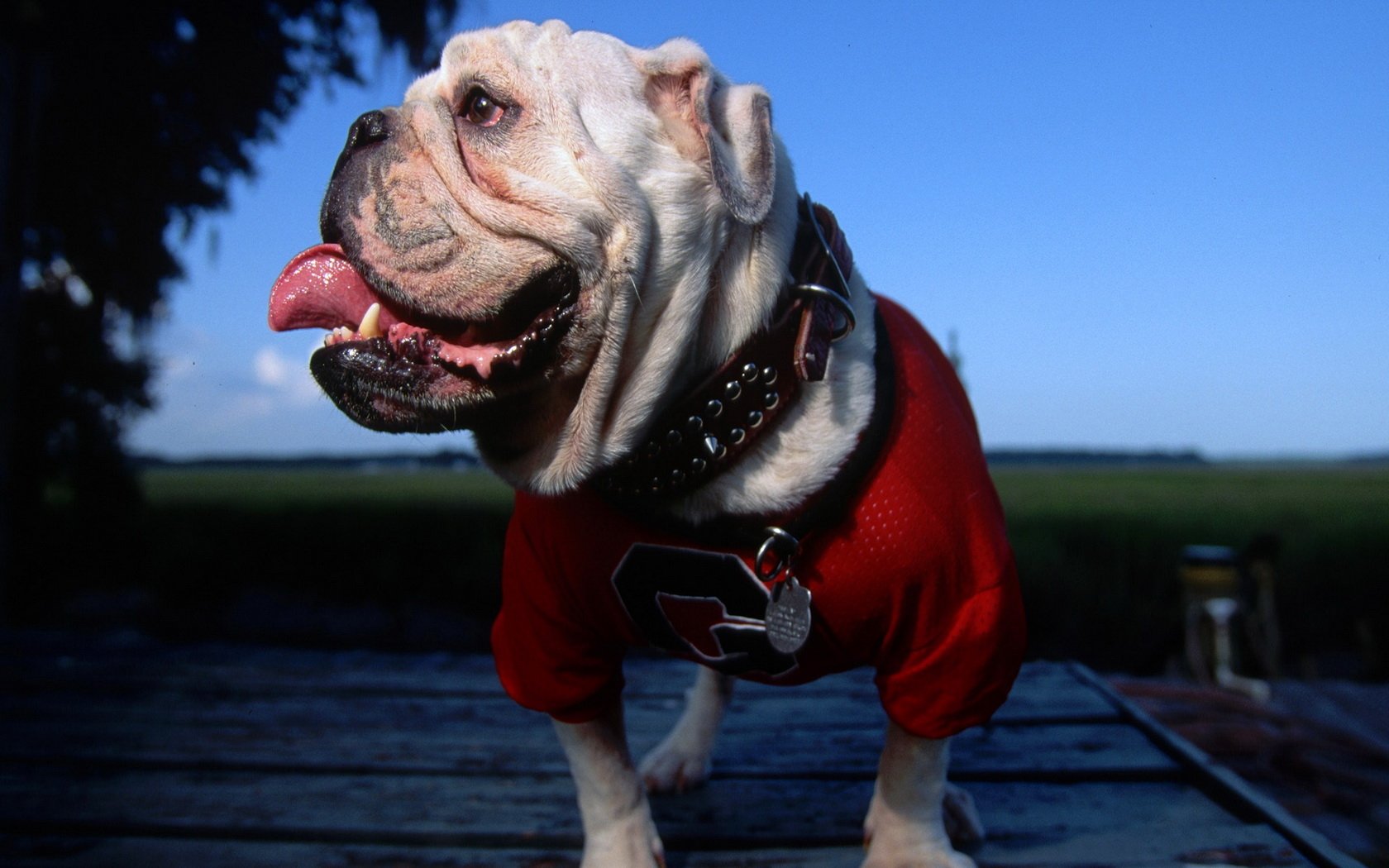 Animal english bulldog Image