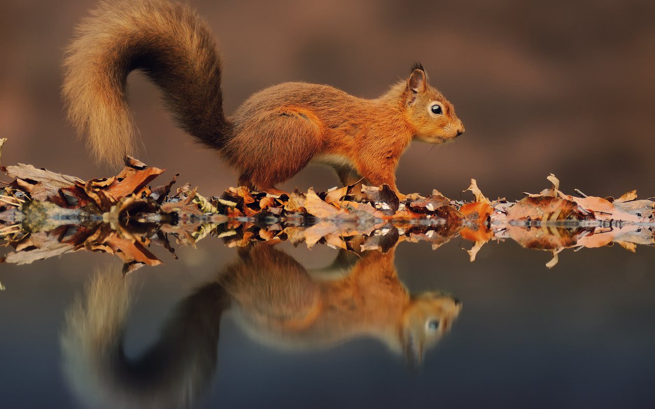 Squirrel (animal) poised on a leaf-strewn log, its orange fur and bushy tail mirrored in calm water.