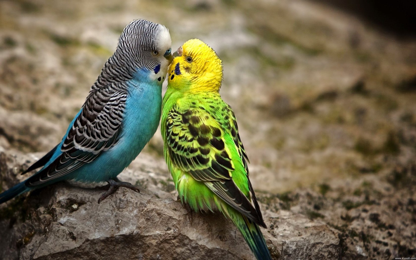 Animal budgerigar Image