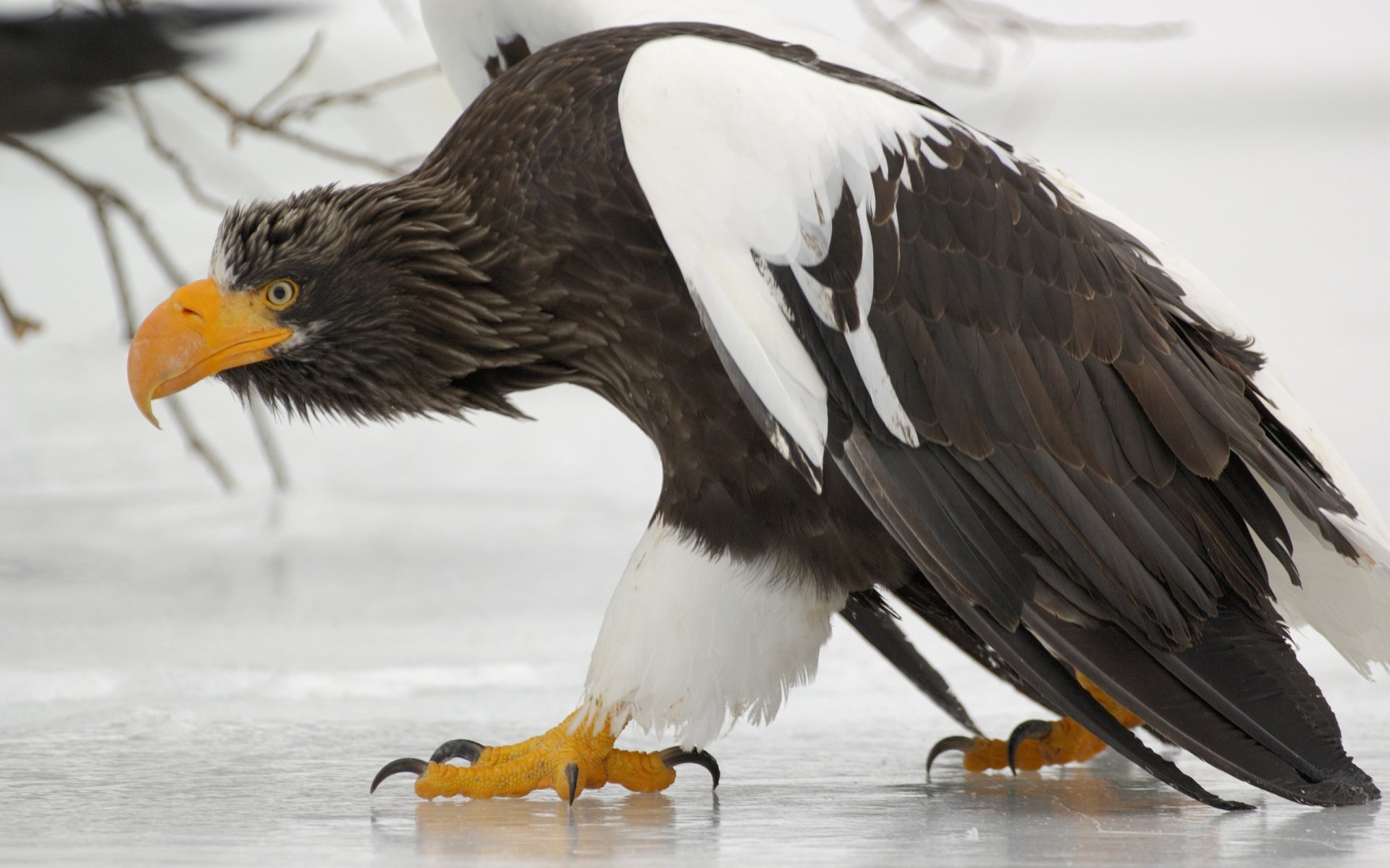 A large eagle (animal) crouches on ice, gripping the surface with yellow talons and beak; dark plumage with white wing patches.