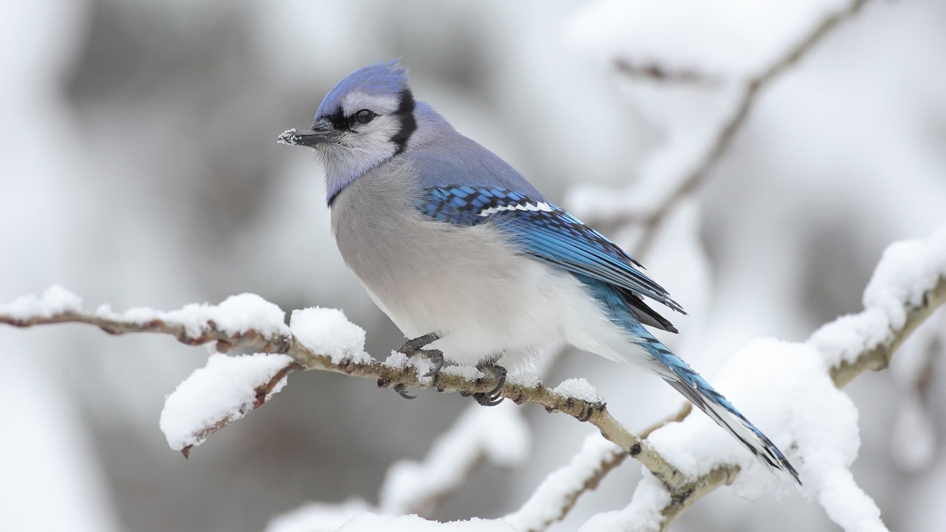 Download Animal Blue Jay Image