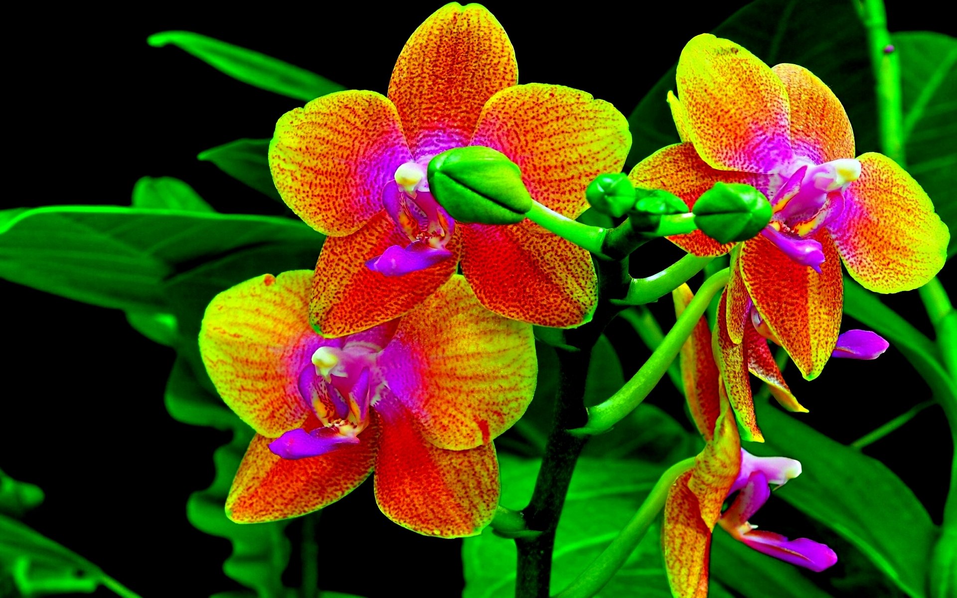 Download Flower Nature Orchid Image