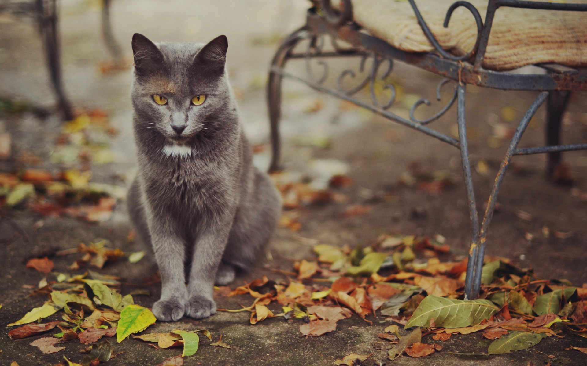 Листья Кошки Фото