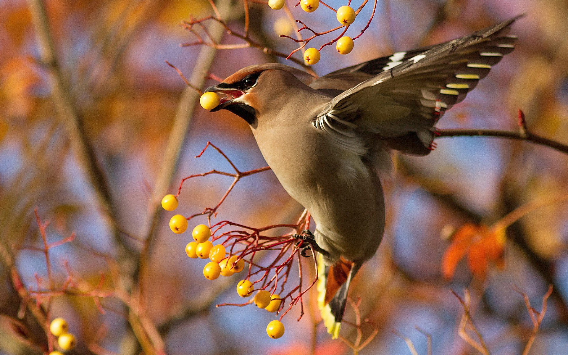 Waxwing Picture