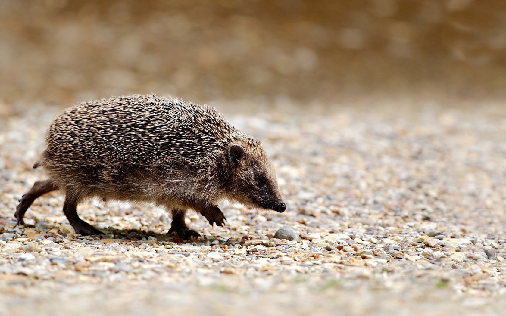 large cuddly hedgehog