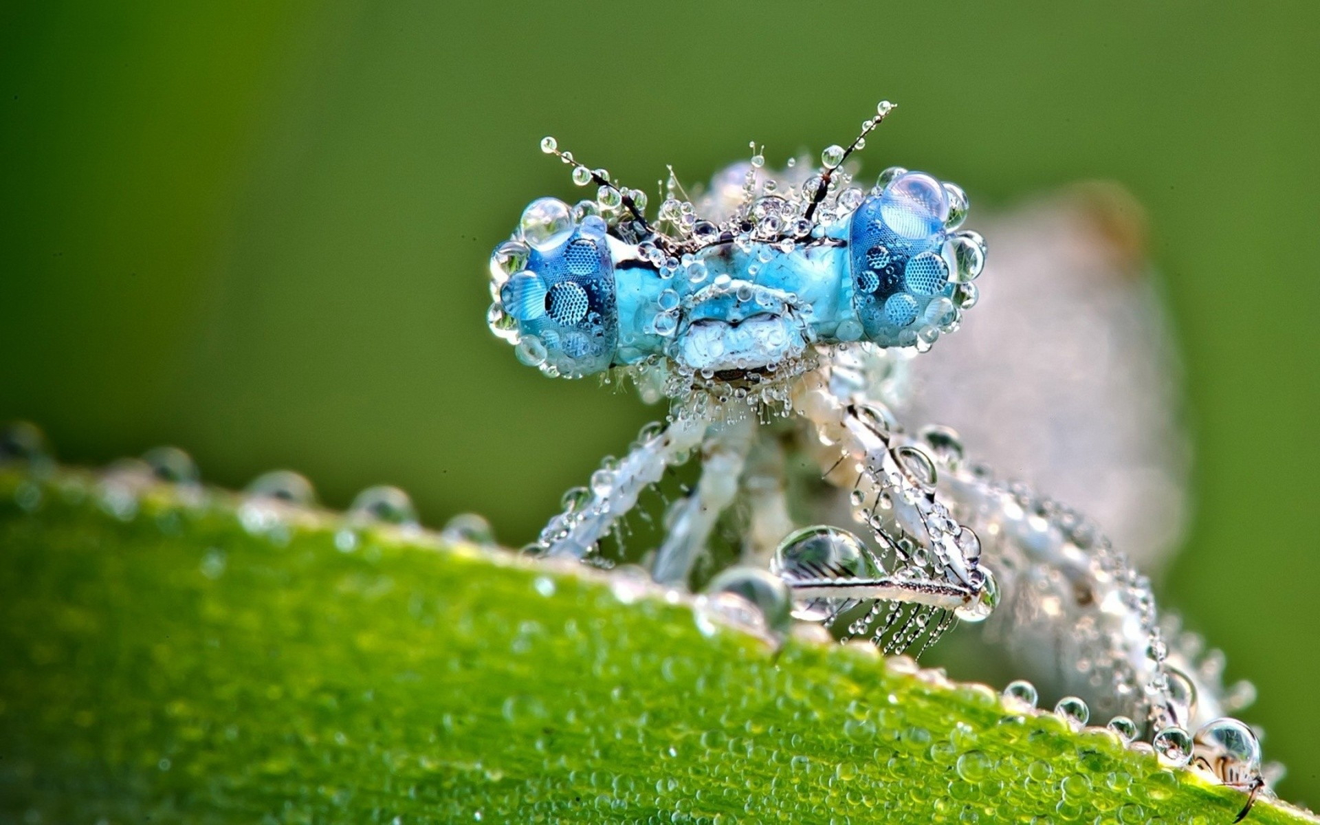 Insect Pixture Insect Picture - Image Abyss