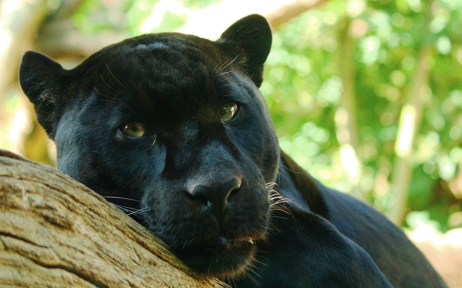A black panther resting on a tree branch with a green, blurred forest background.