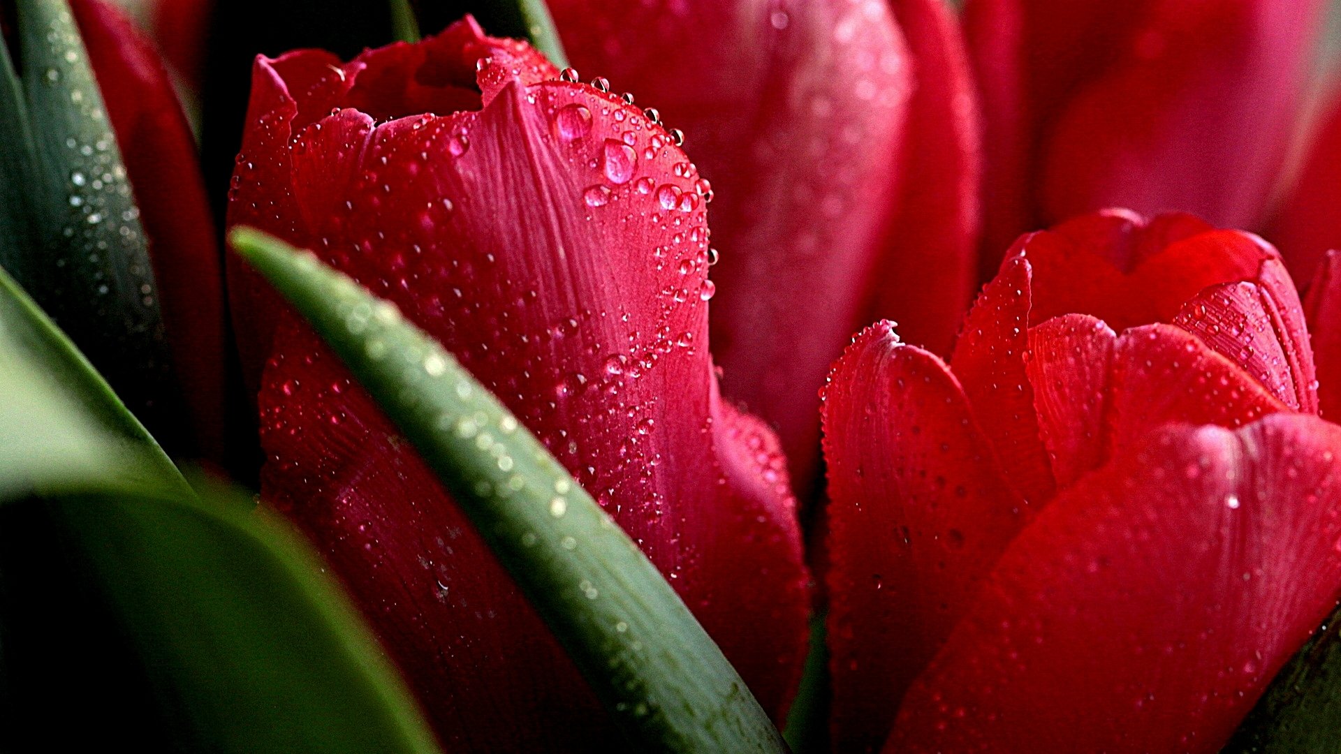 Close-up of vibrant red tulips adorned with water droplets, surrounded by lush green leaves, showcasing the beauty of nature.