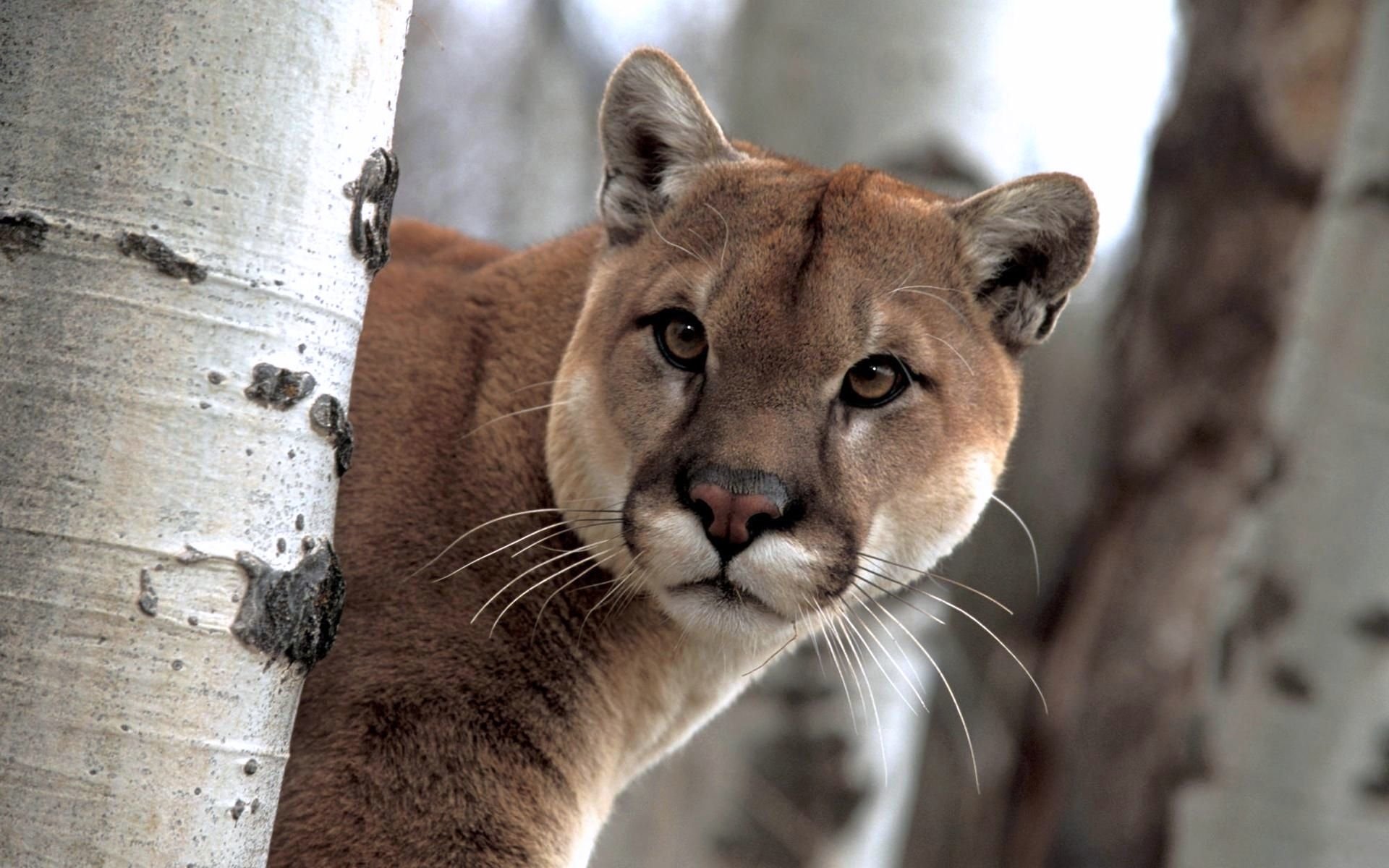Cougar Picture Image Abyss