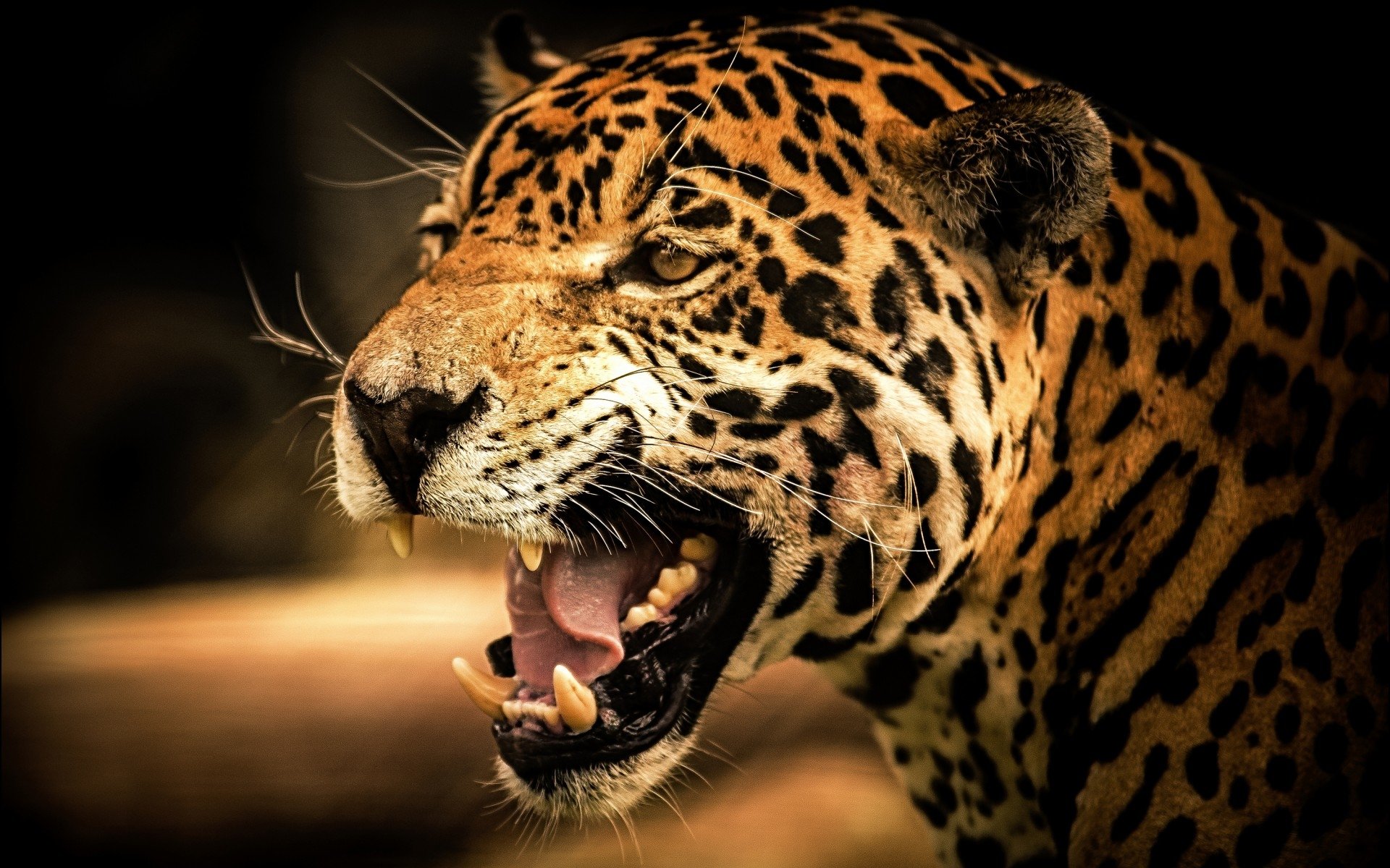 Close-up of a snarling leopard showing its teeth against a dark background.