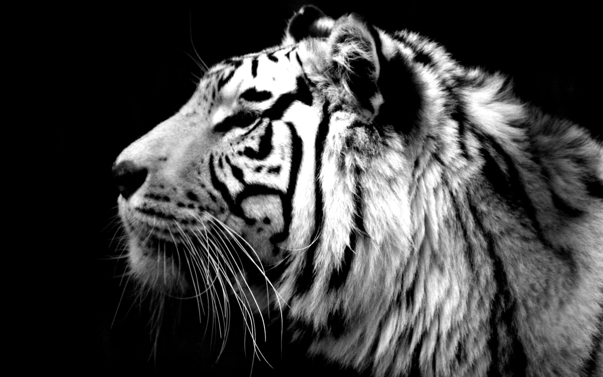 A majestic white tiger gazes to the side, showcasing its striking features and bold stripes against a dark background, exuding grace and power.