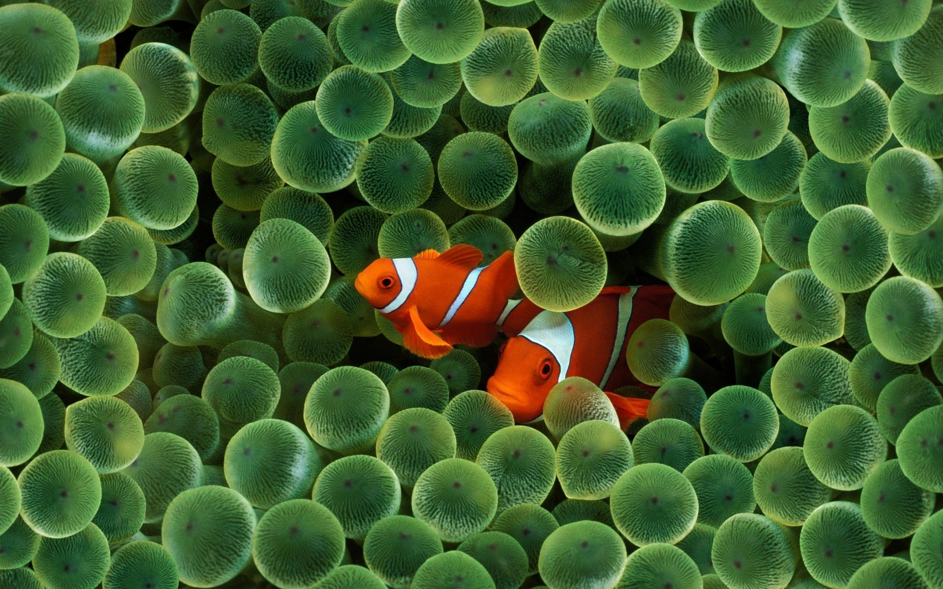 Animal clownfish Image