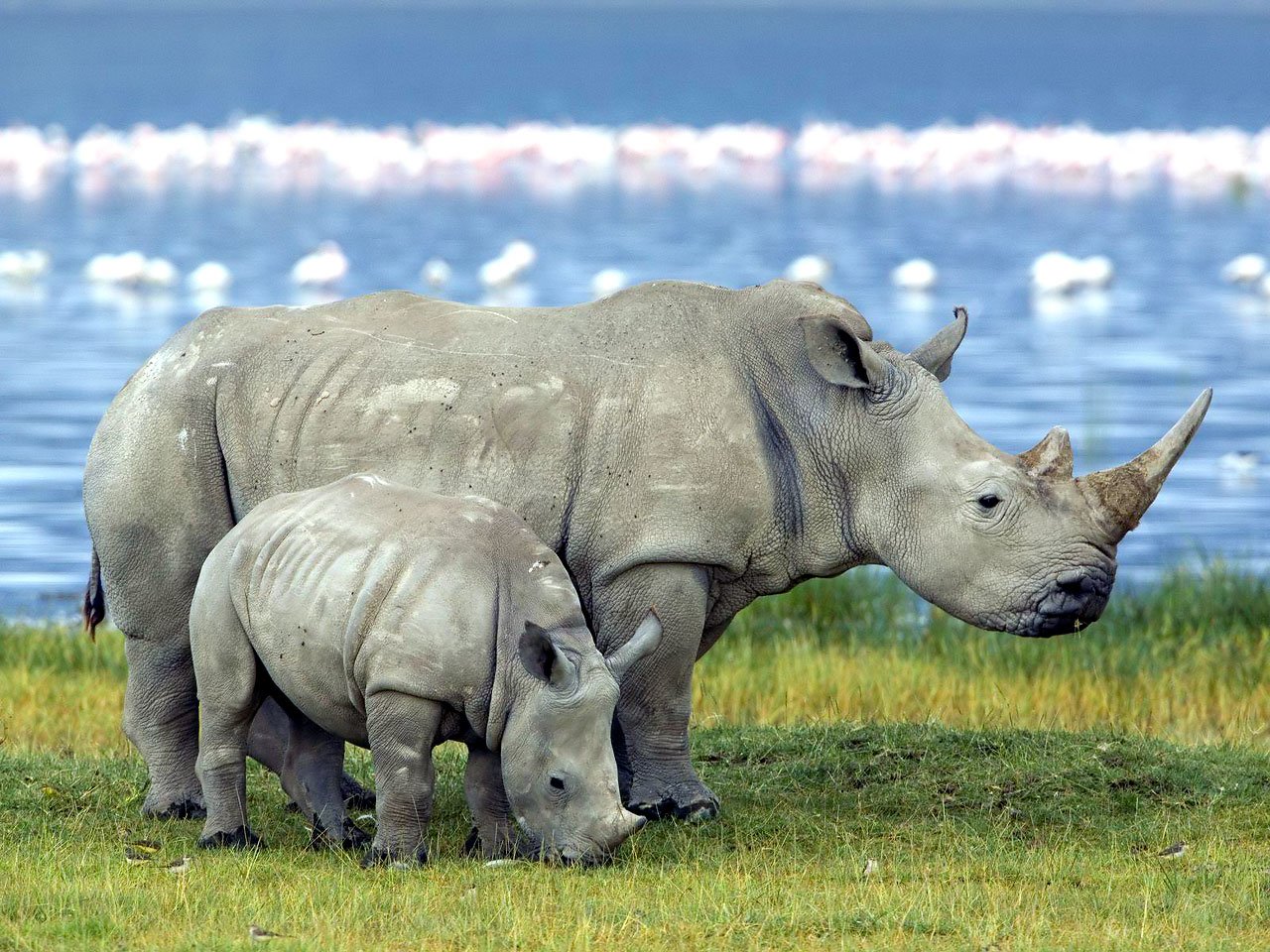 Two rhinos (animal), an adult and calf, graze on a grassy lakeshore with water and flocks of birds visible in the background.