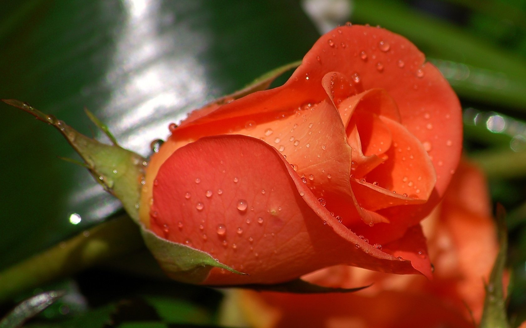 A close-up of a vibrant orange rose adorned with droplets of water, surrounded by lush green leaves, showcasing the beauty of nature.