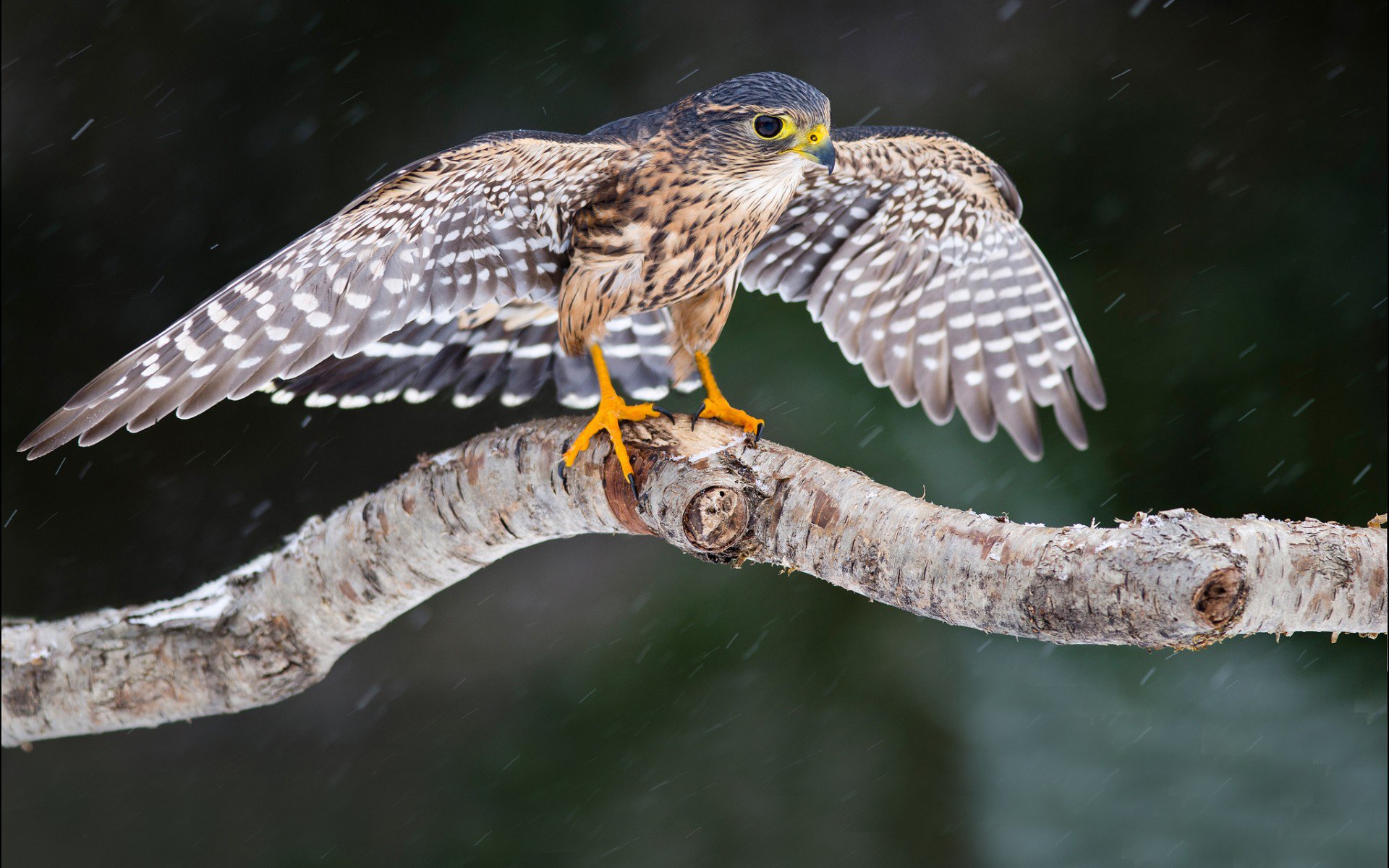 Download Animal Hawk Image