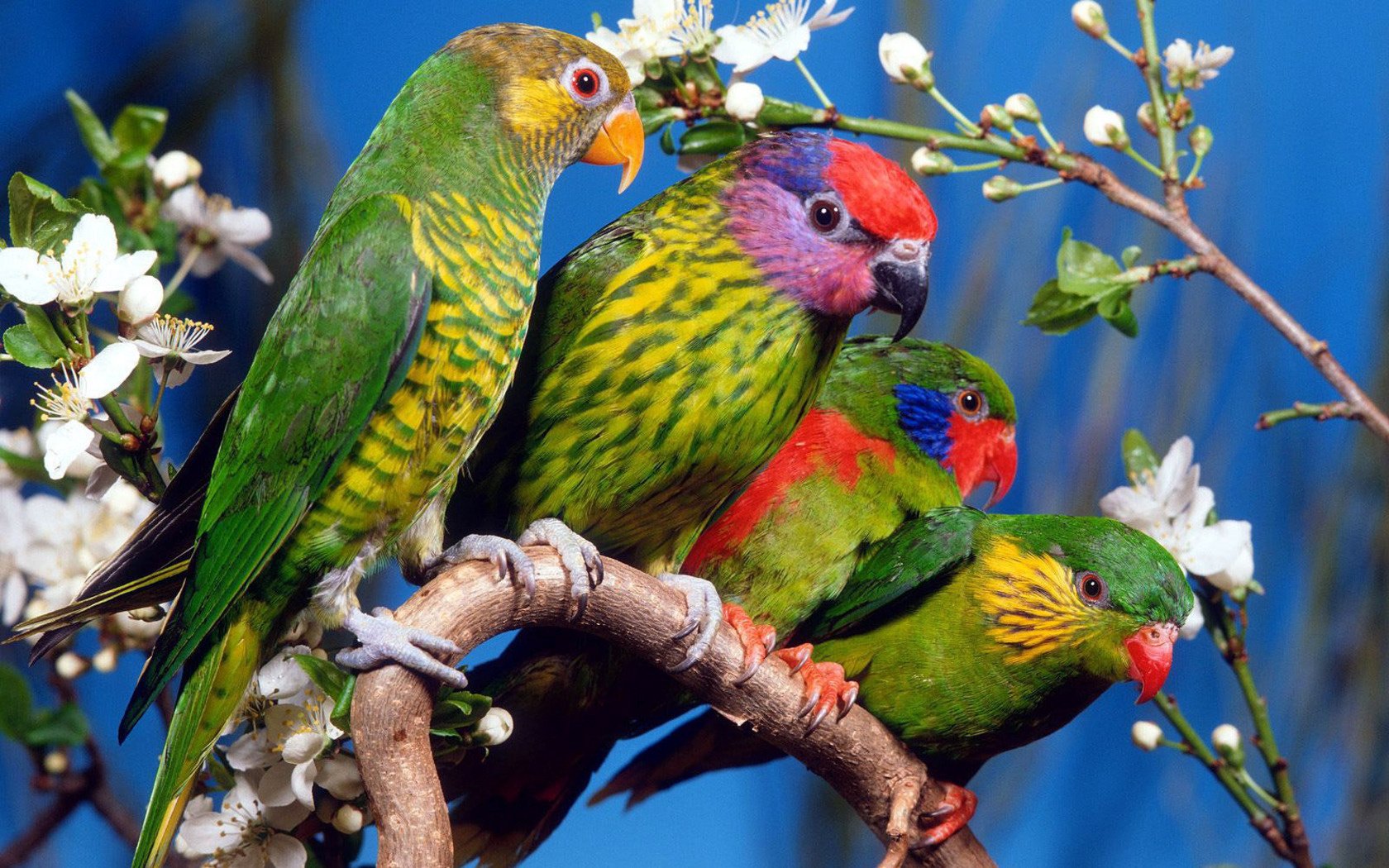 Animal parrot Image