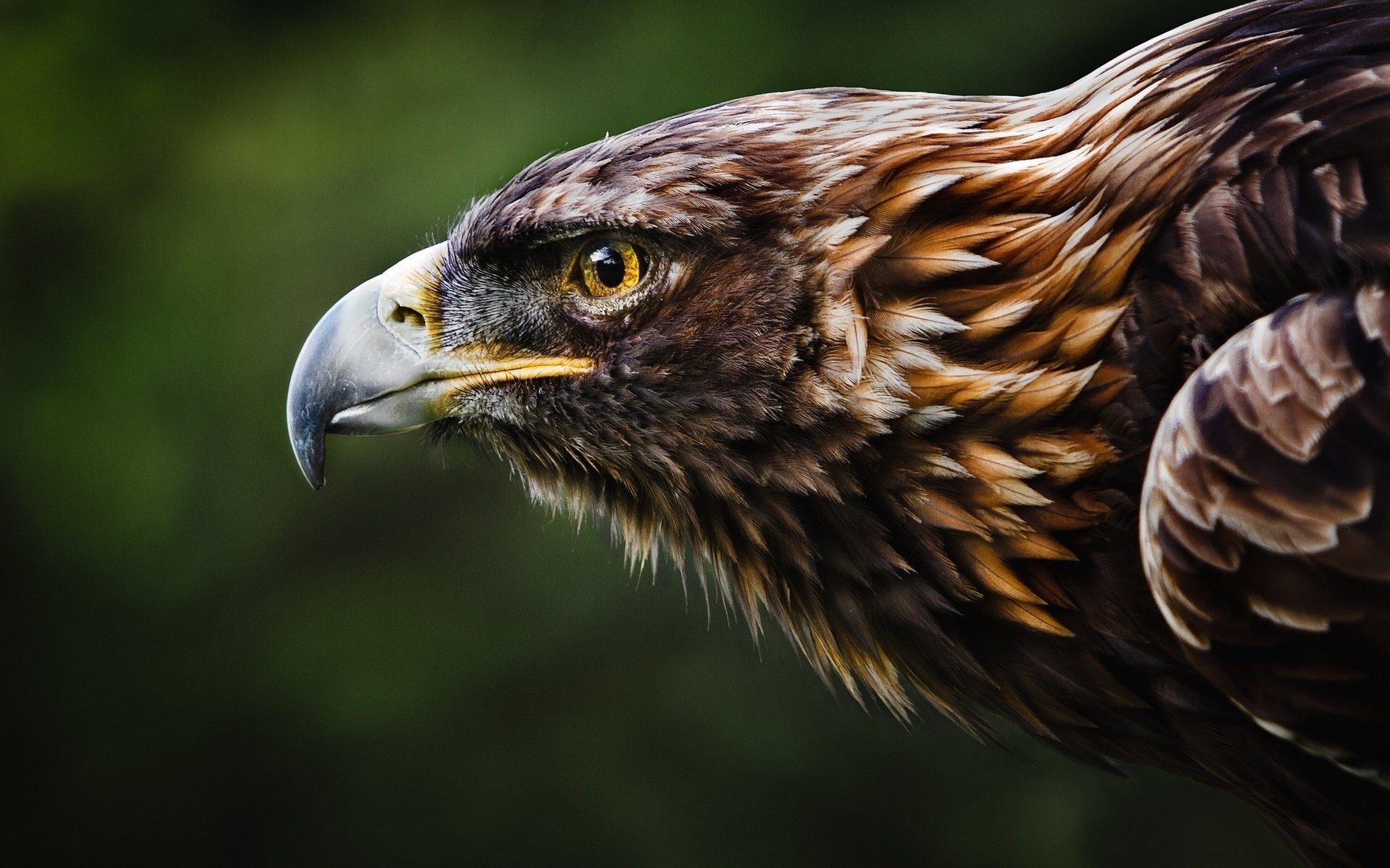 Close-up of an animal — a brown eagle in profile with a hooked beak, piercing yellow eye and layered feathers against a soft green background.
