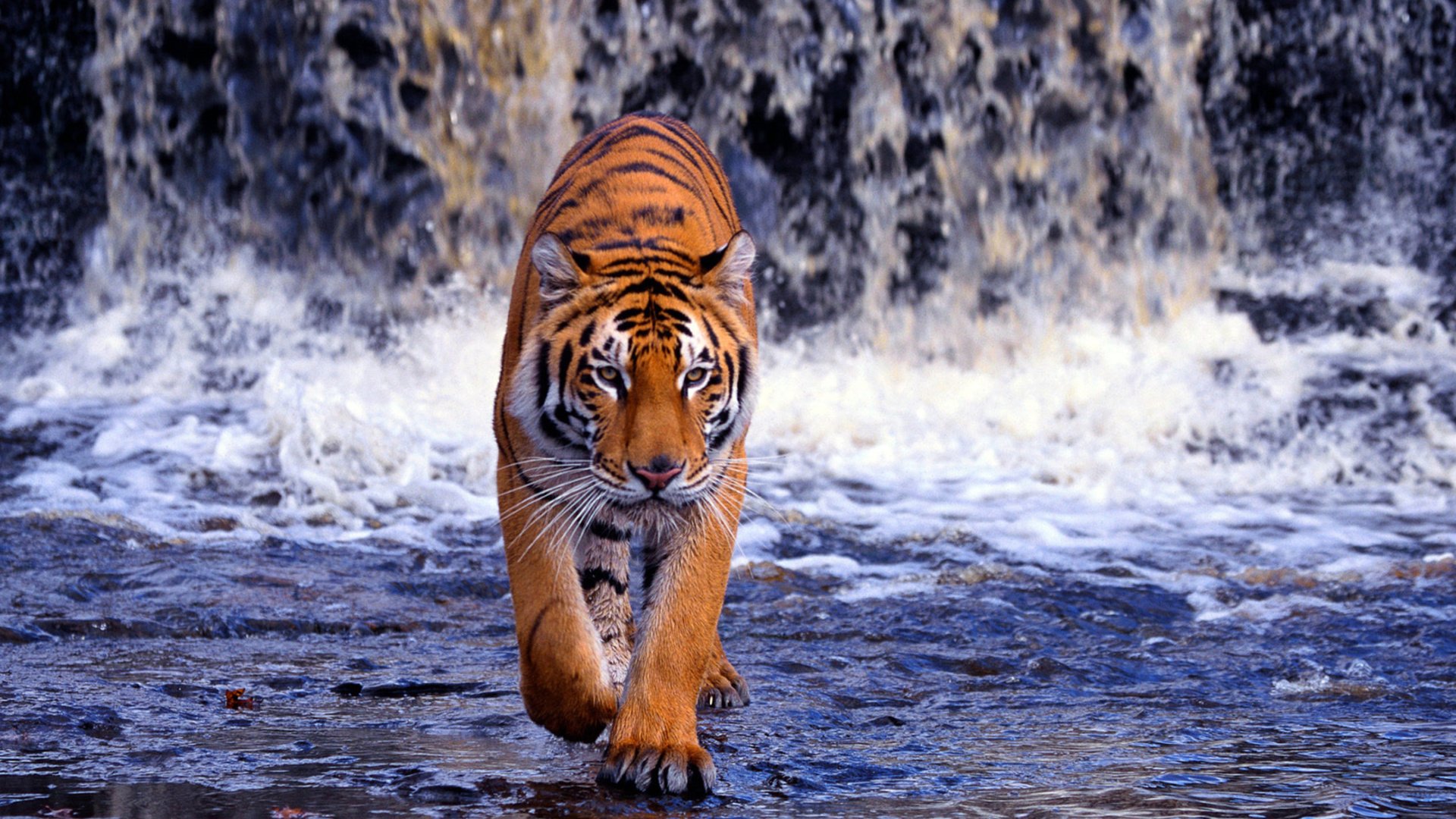 Download Animal Tiger Image