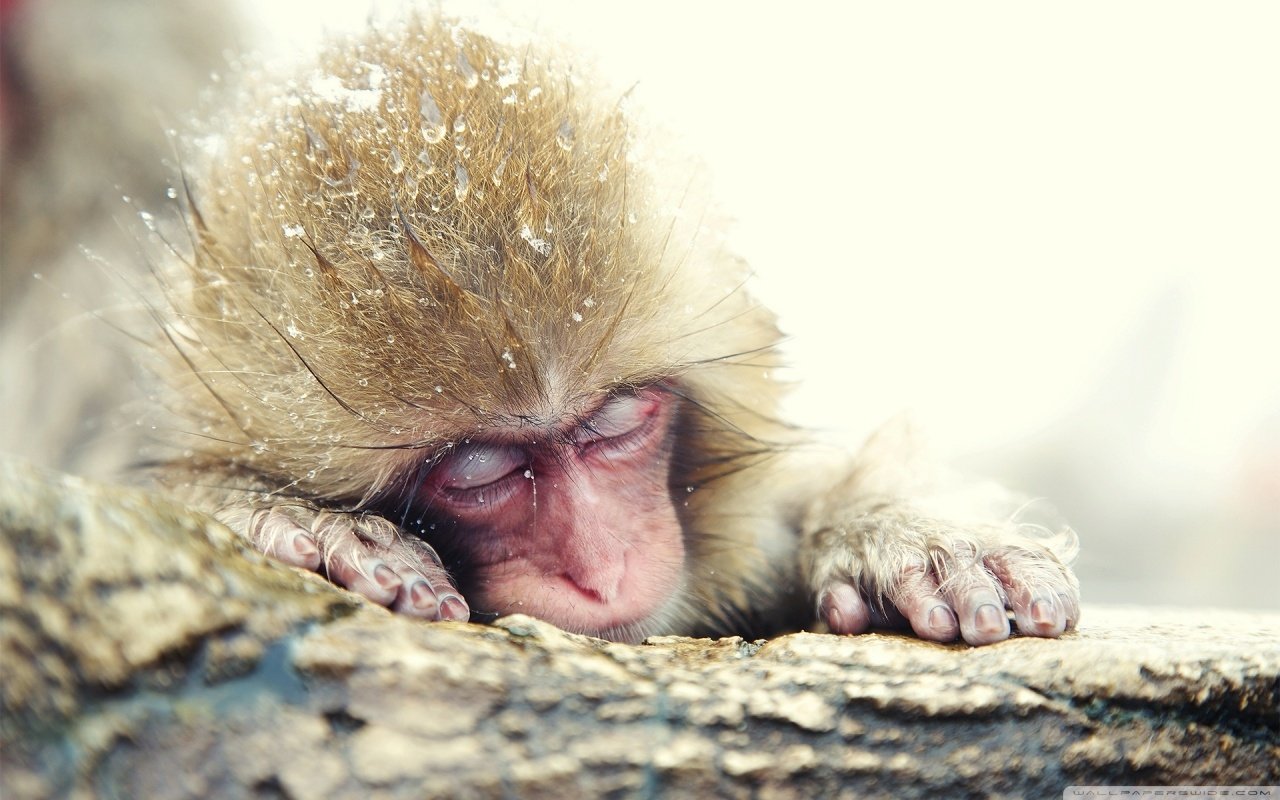  tired chimp