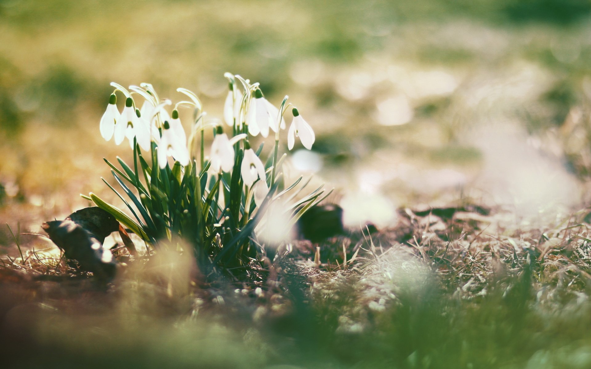 nature snowdrop Image