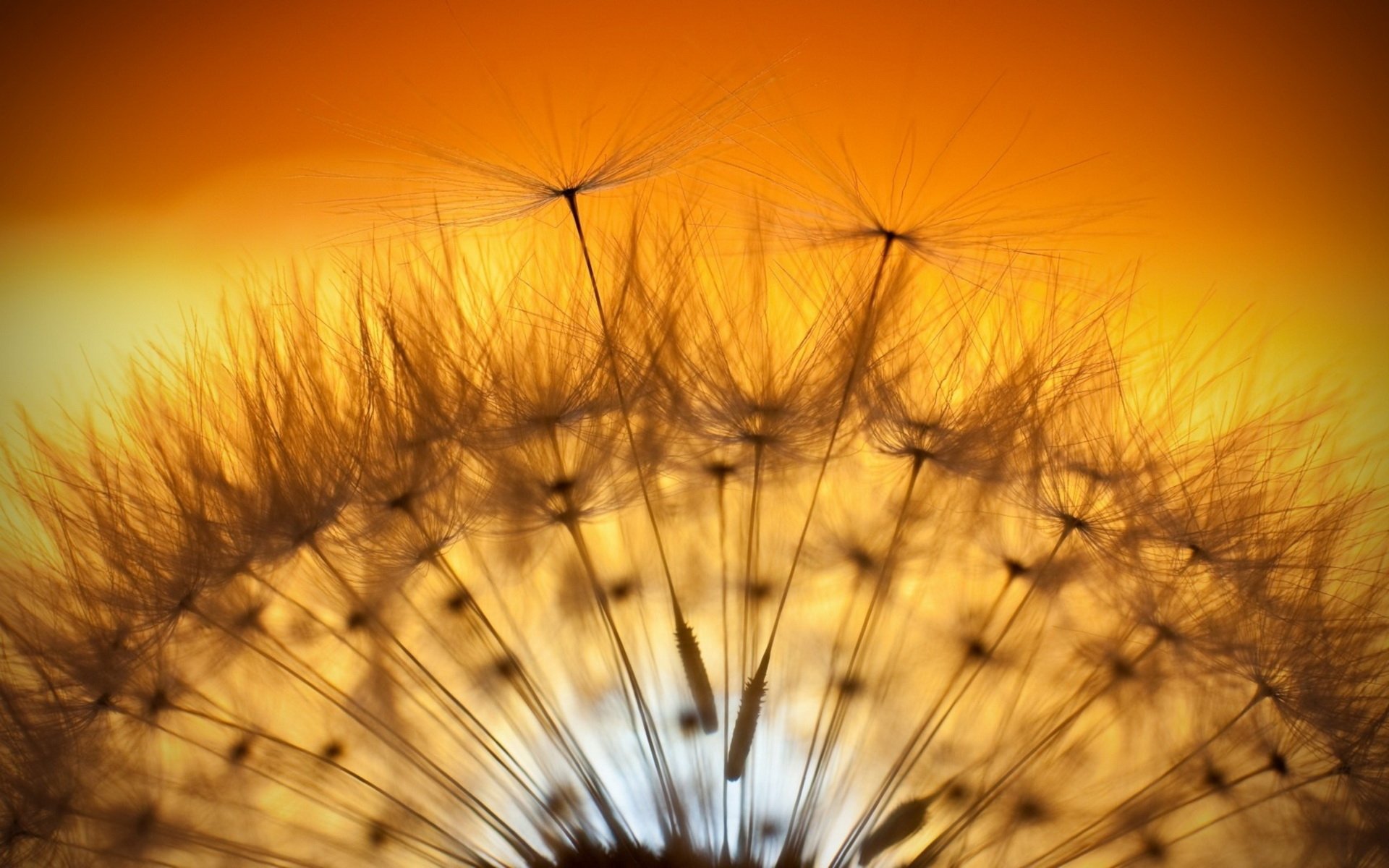 Download Nature Dandelion Image