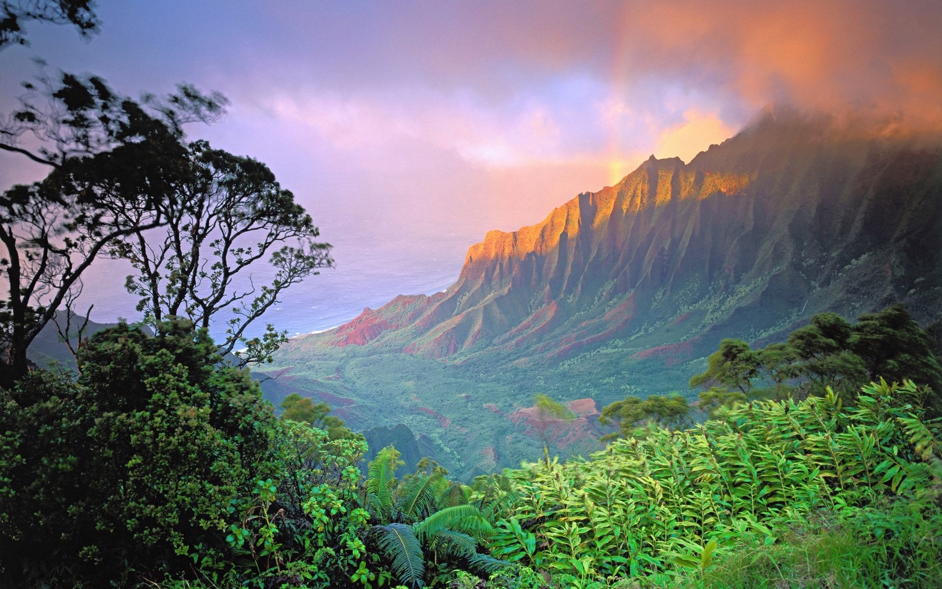 nature jungle Image