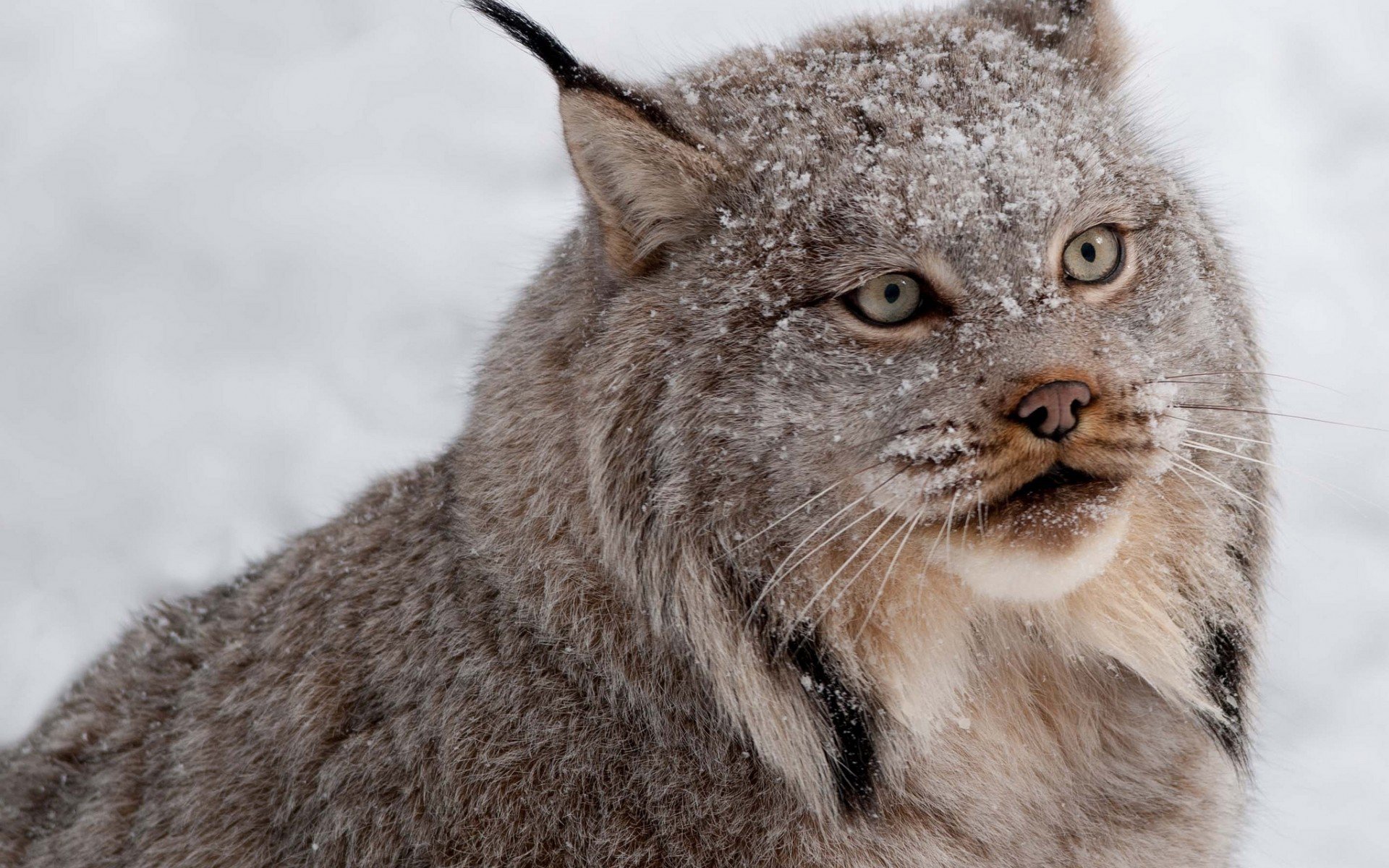 Download Animal Lynx Image
