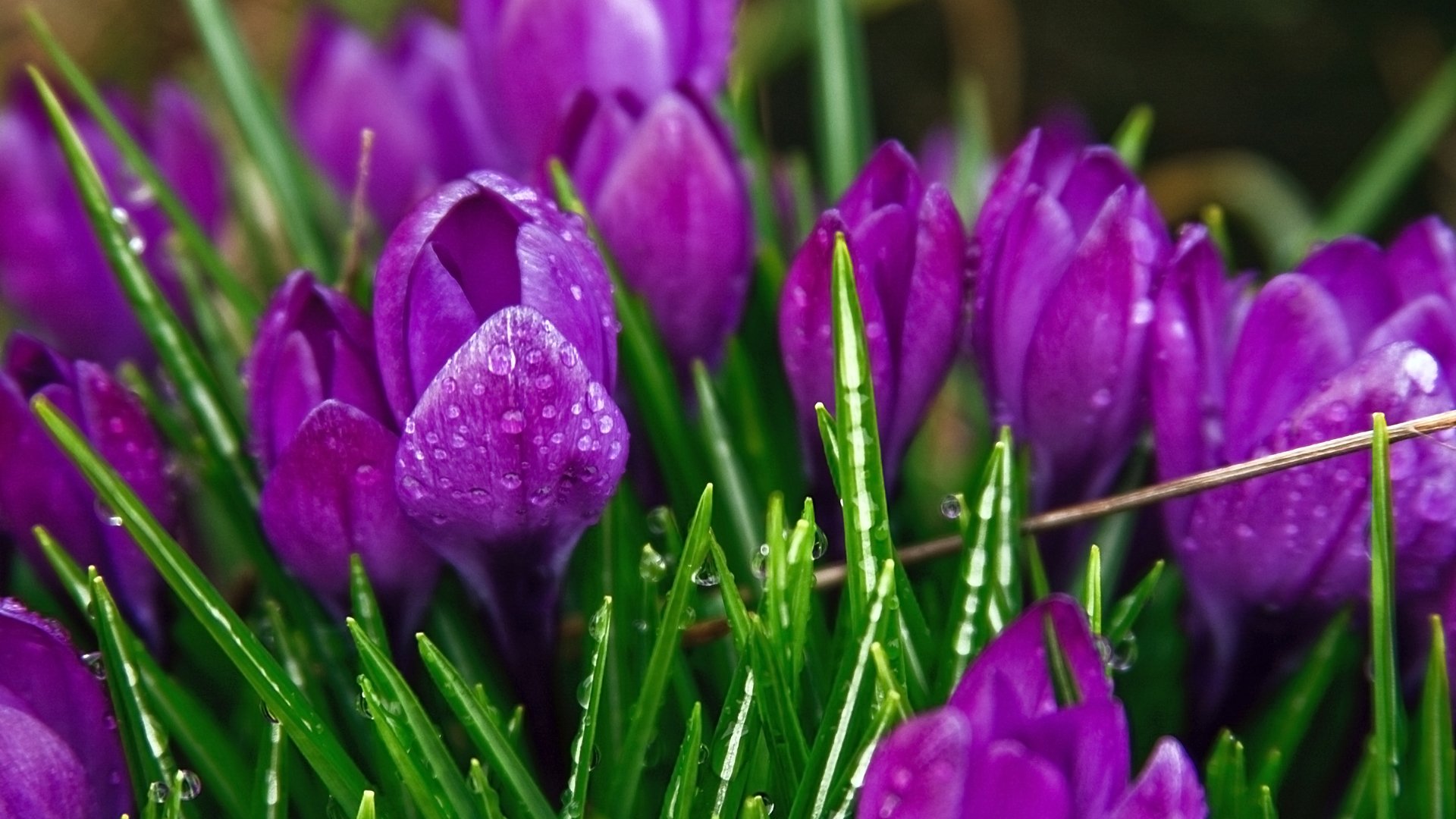 Download Nature Crocus Image