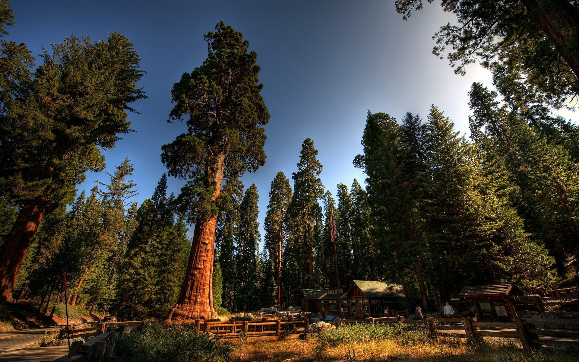 sequoia national park nature tree Image