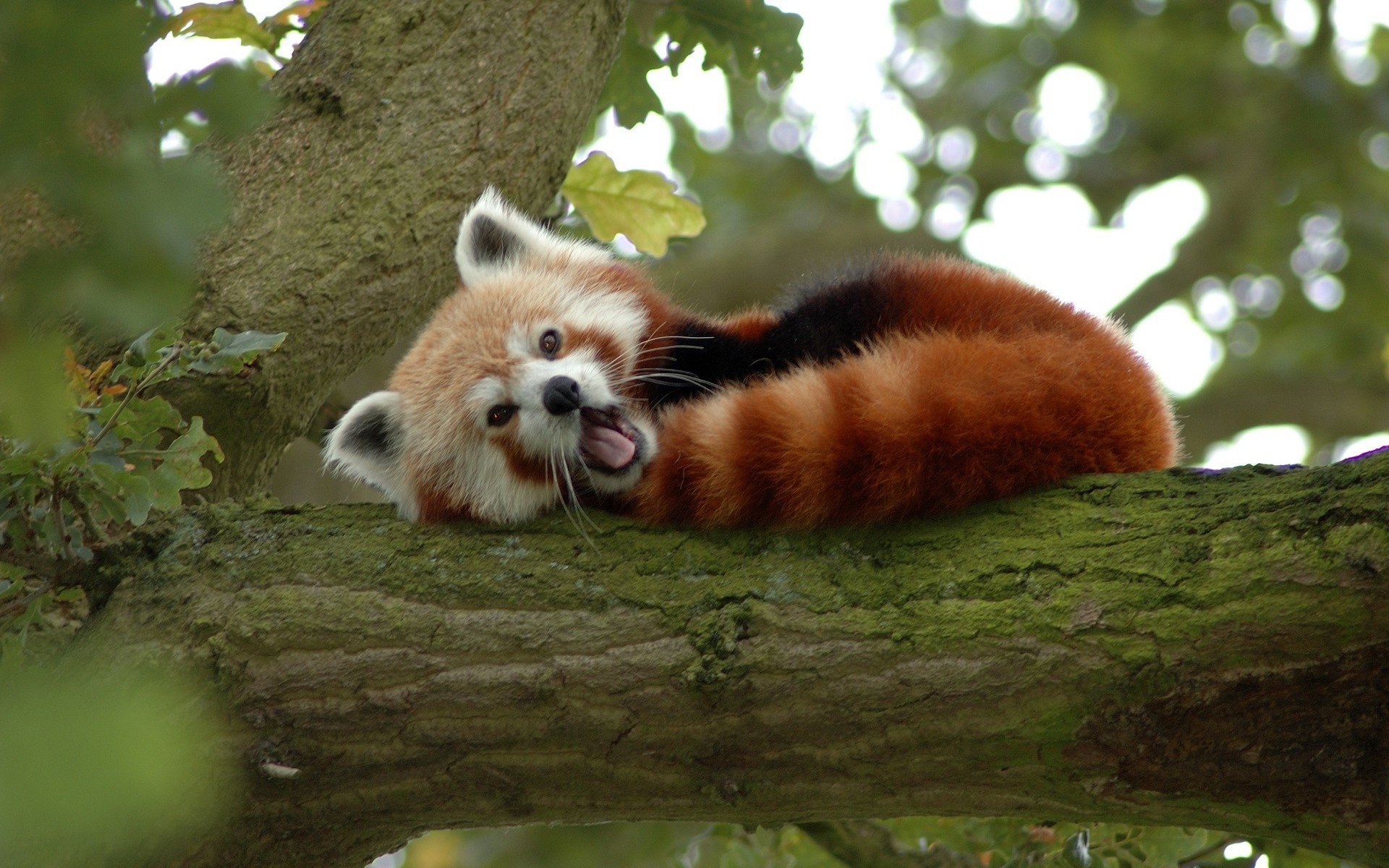 Download Animal Red Panda Image