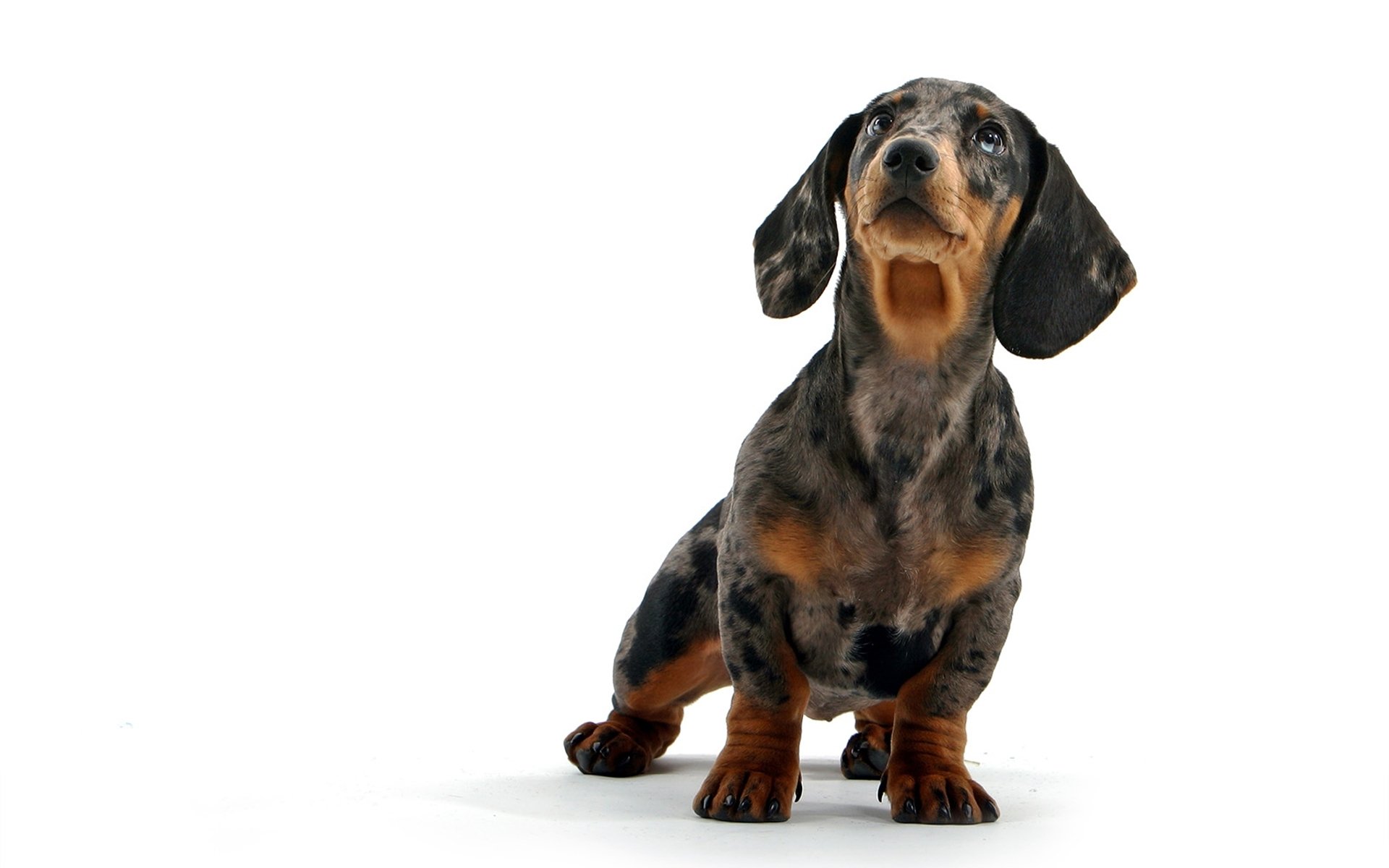 Animal dachshund Image