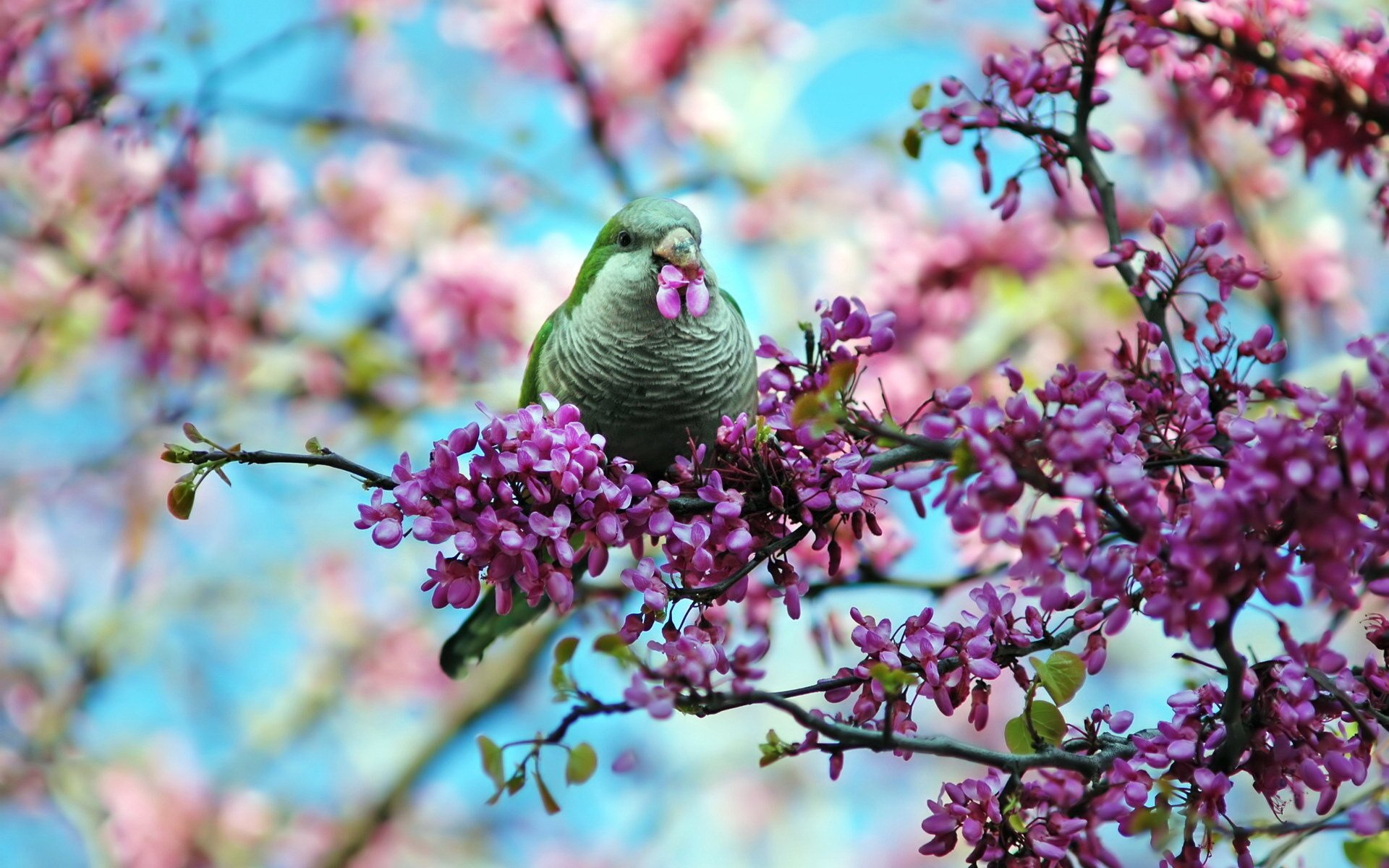 Animal parrot Image