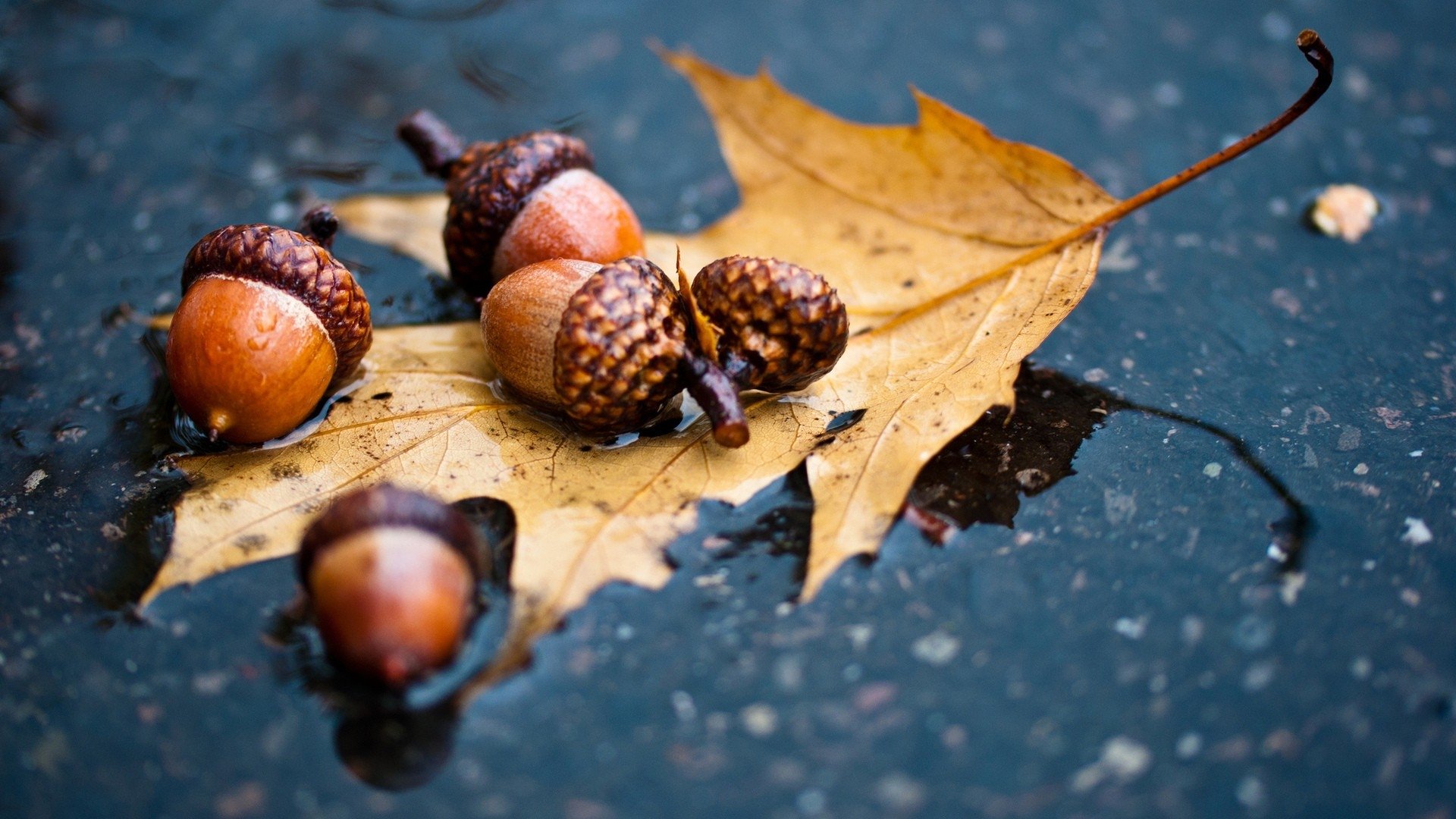 Download Nature Acorn Leaf Autumn Water Image