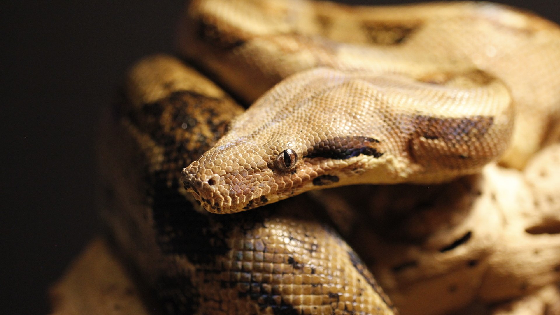 A close-up of a snake showcasing its detailed scales and striking features, coiled on a surface, highlighting its natural beauty as a fascinating animal.