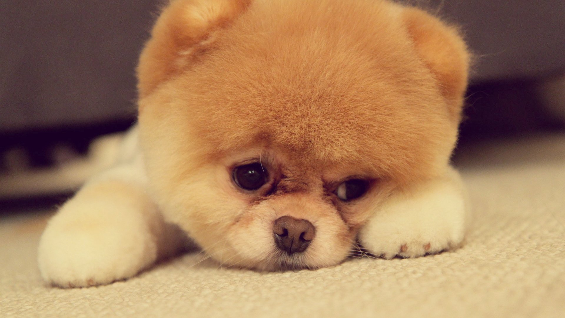 Download Animal Pomeranian Image