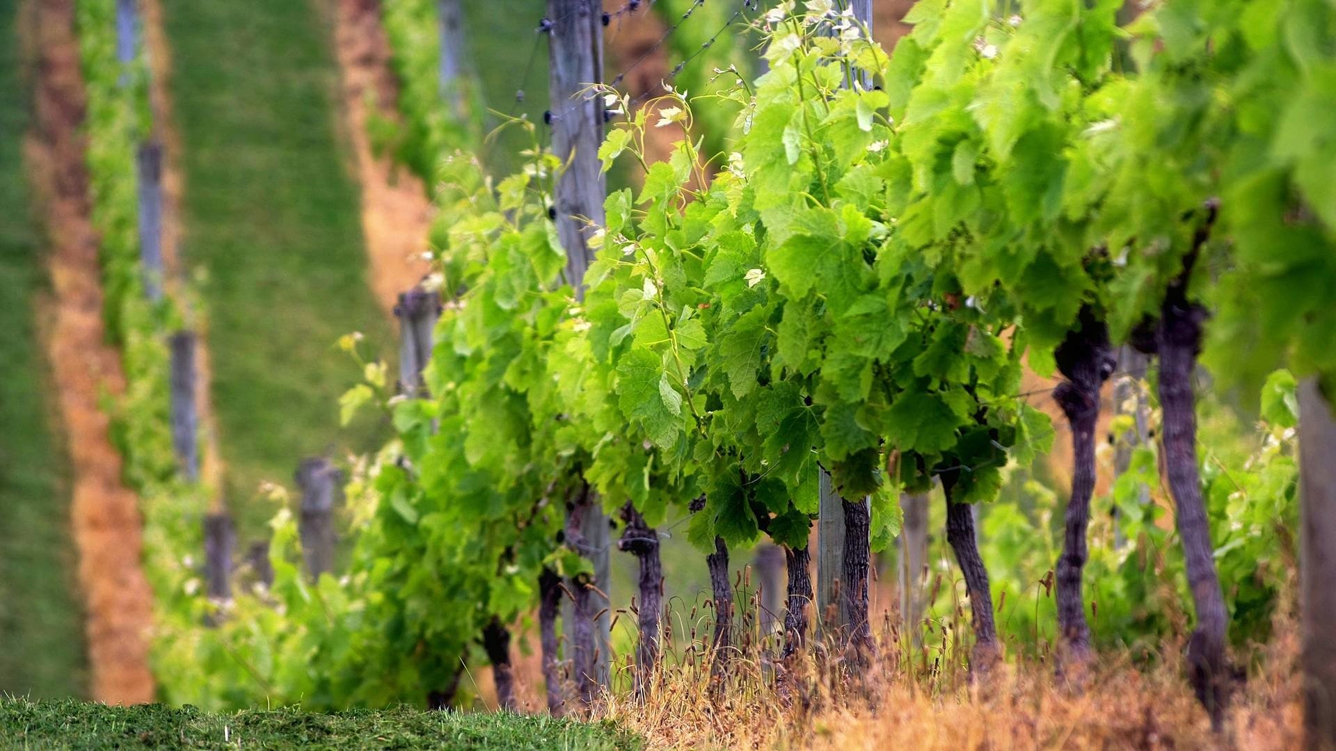 Download Man Made Vineyard Image