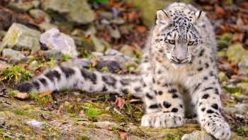 Preview Snow Leopards