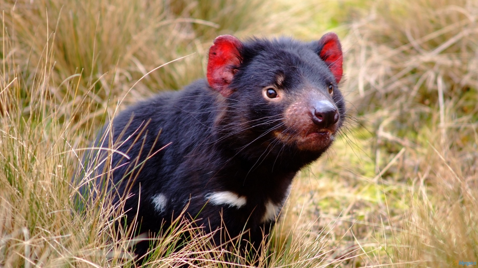 Tasmanian Devil Picture