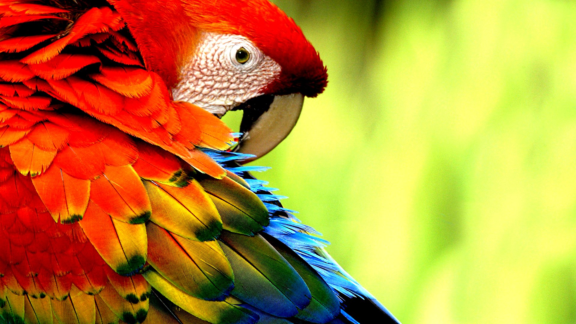 Scarlet Macaw Picture