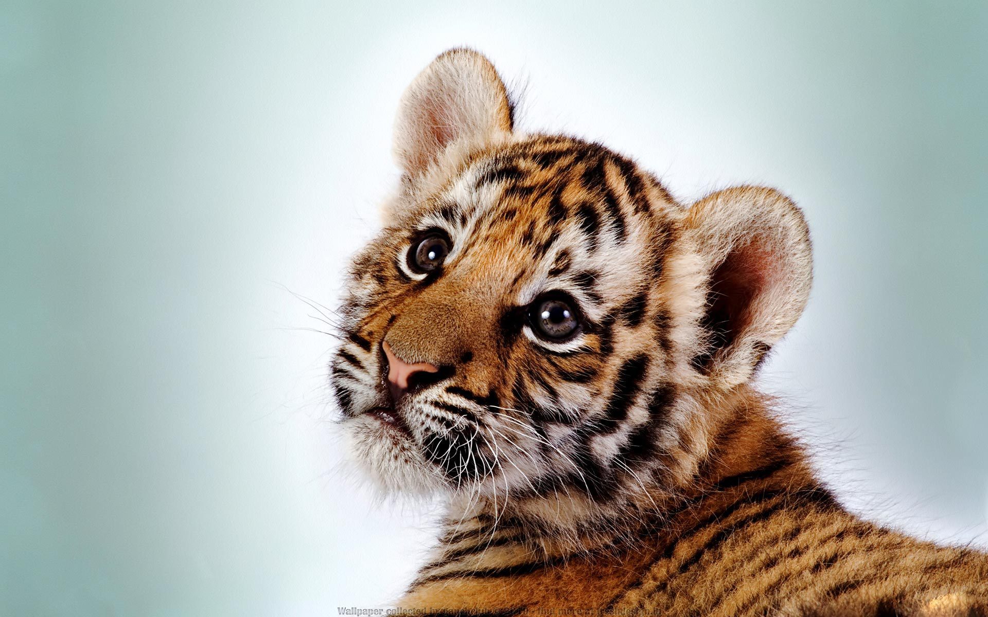 Download Animal Tiger Image