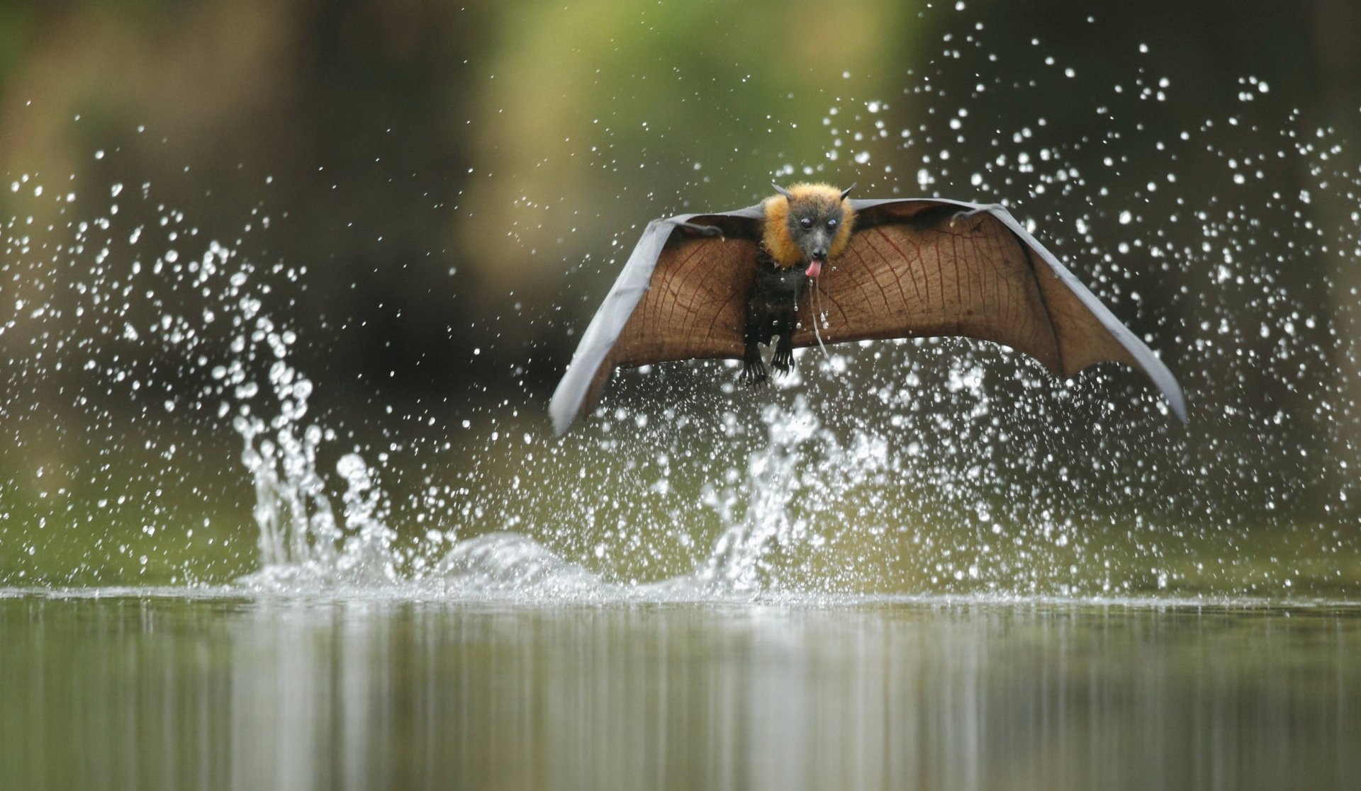  Grey-headed flying fox
