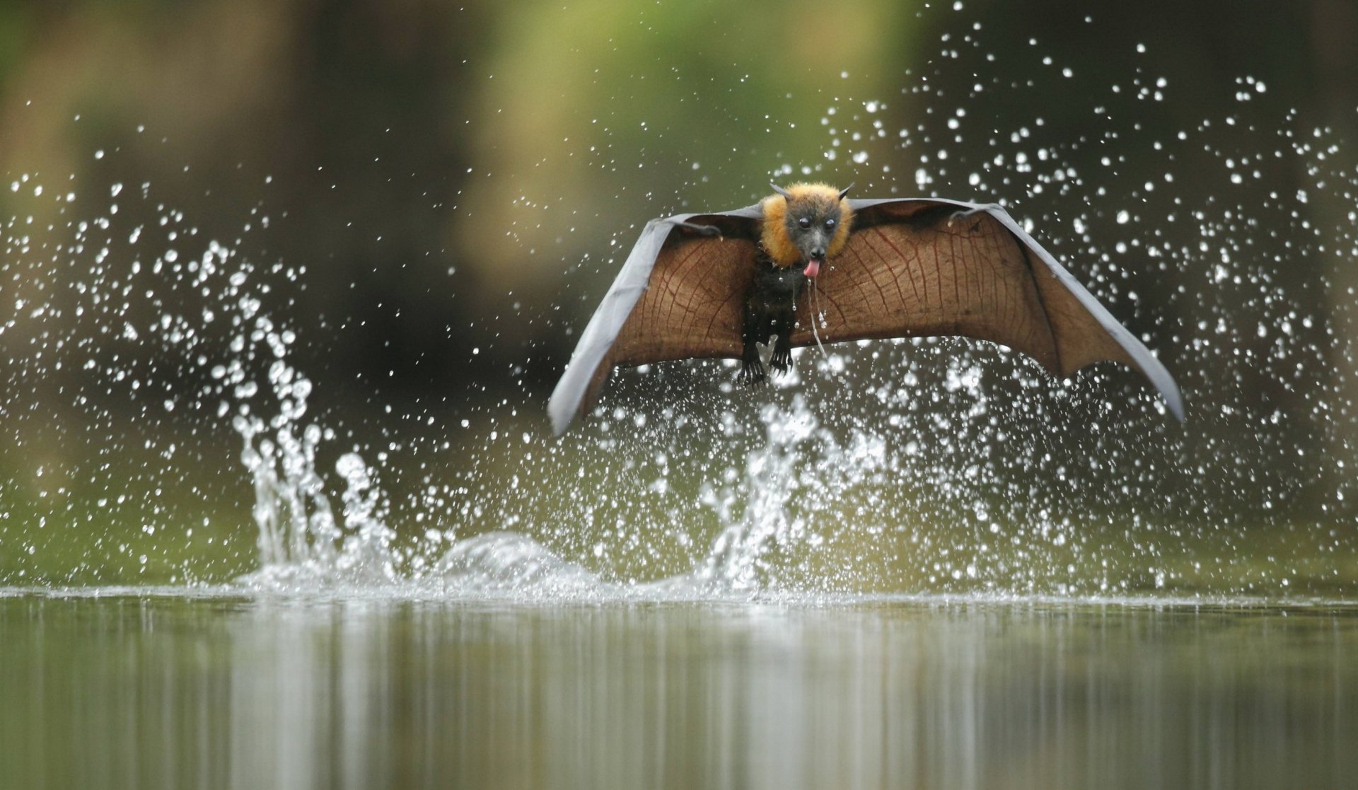 Animal bat Image