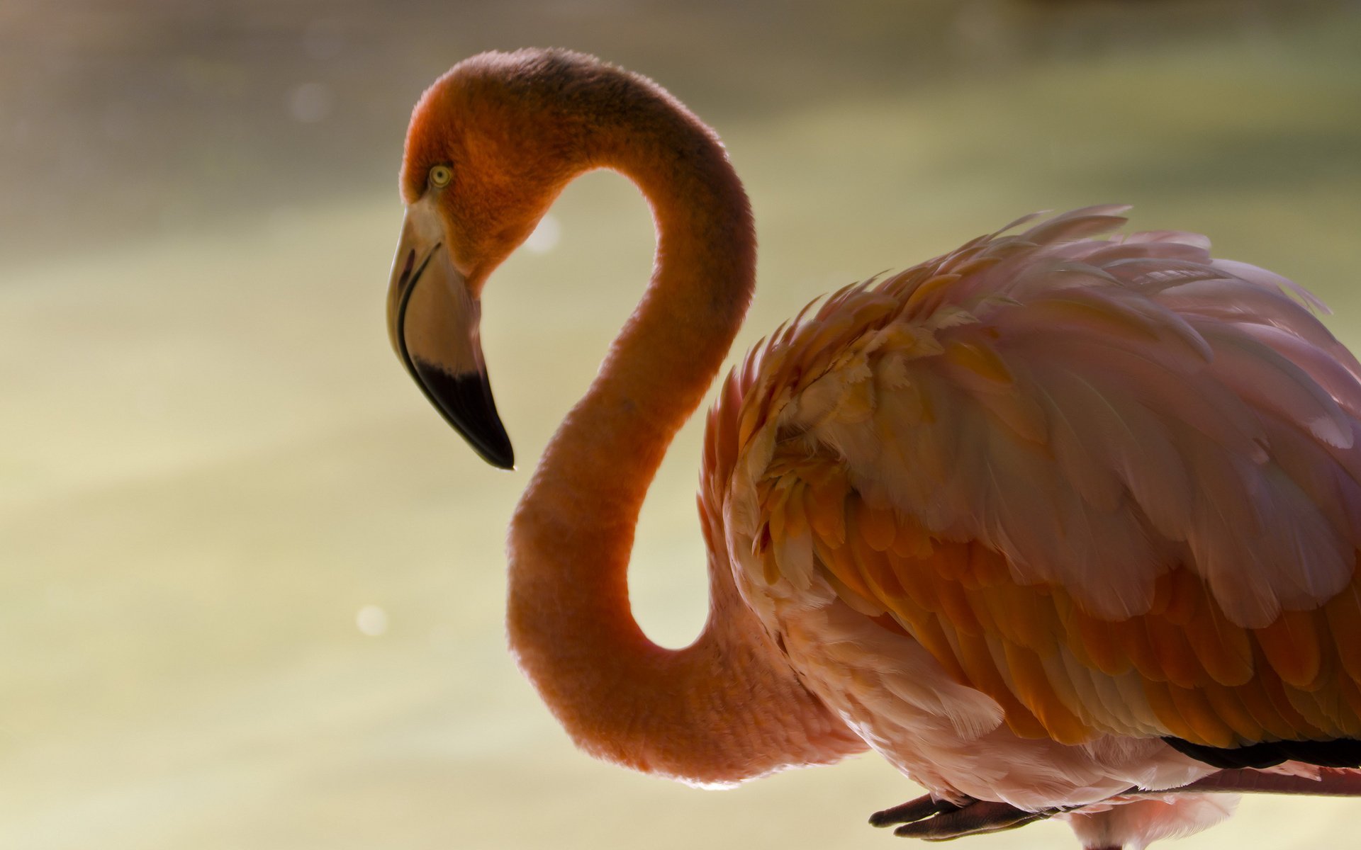 Flamingo Image - ID: 282069 - Image Abyss