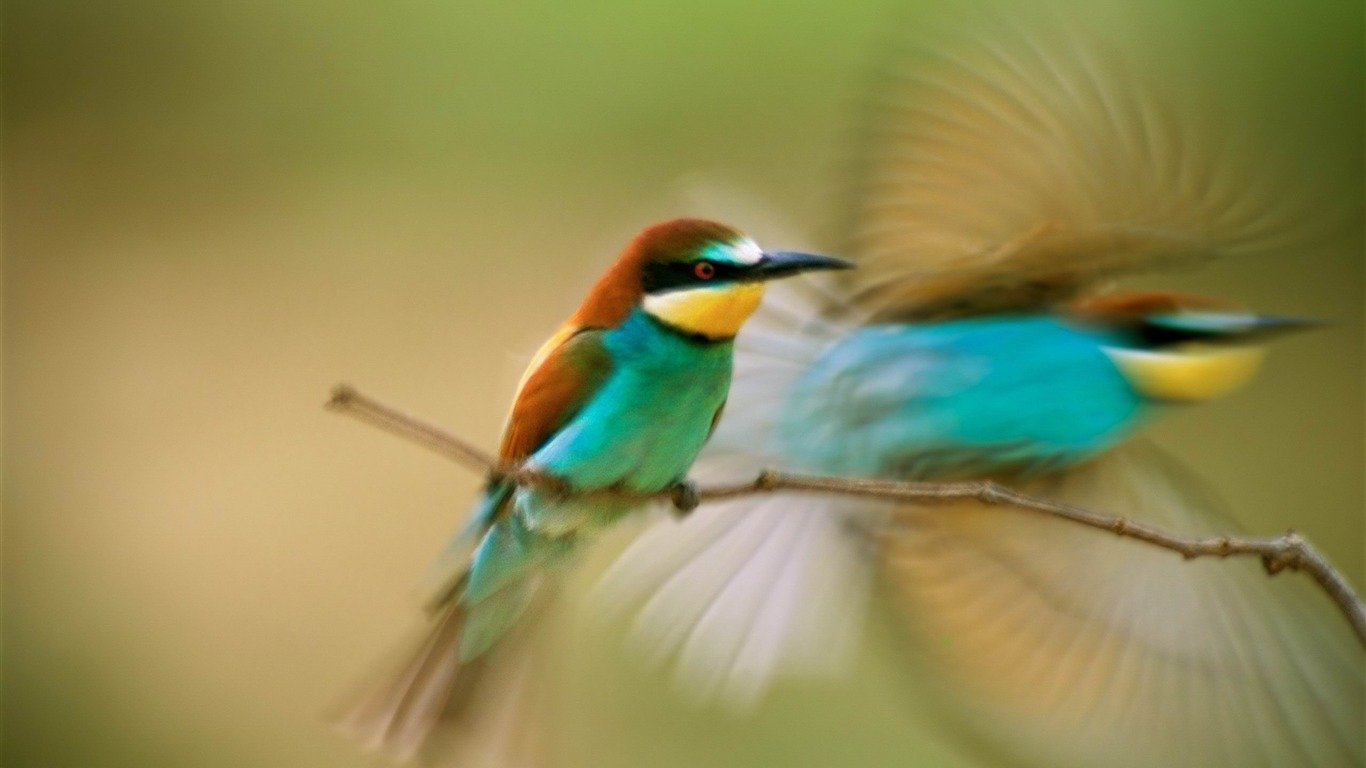 Animal bee-eater Image