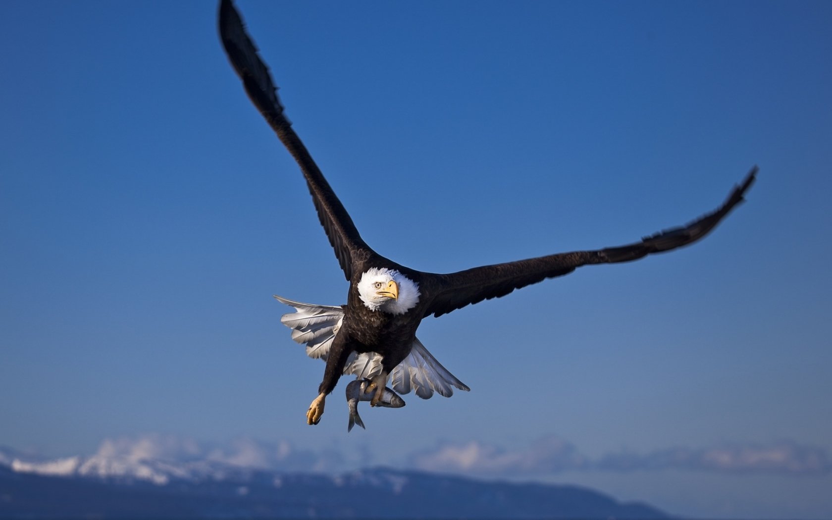 Download Animal Bald Eagle Image